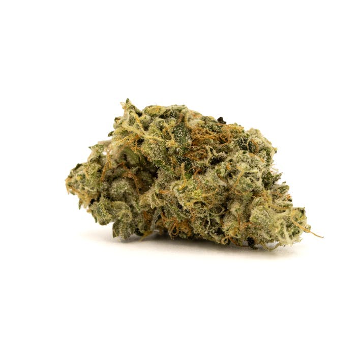 BLUE SHOCKTARTZ [3.5G]
