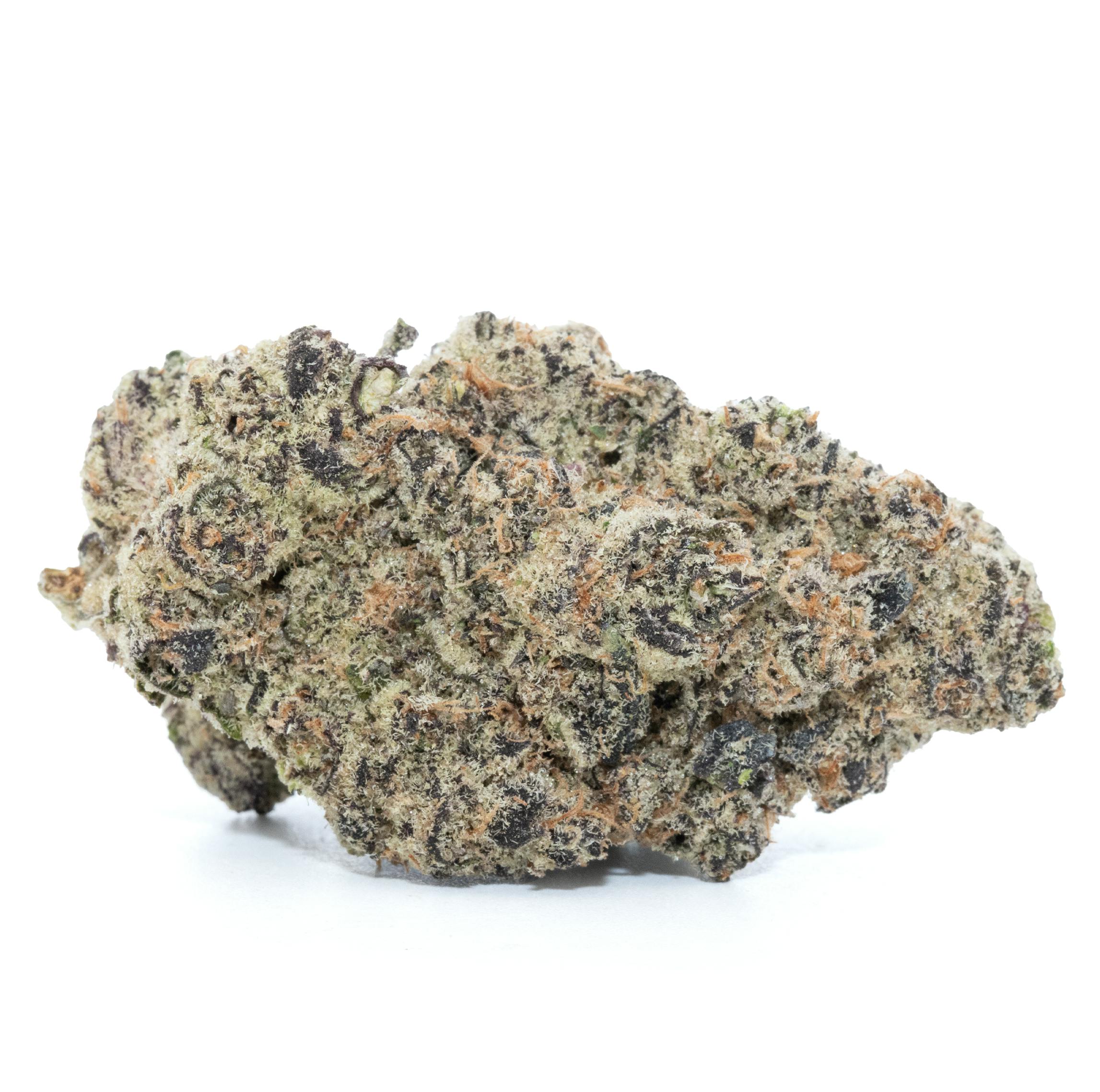 GOVERNMINT OASIS [3.5G]