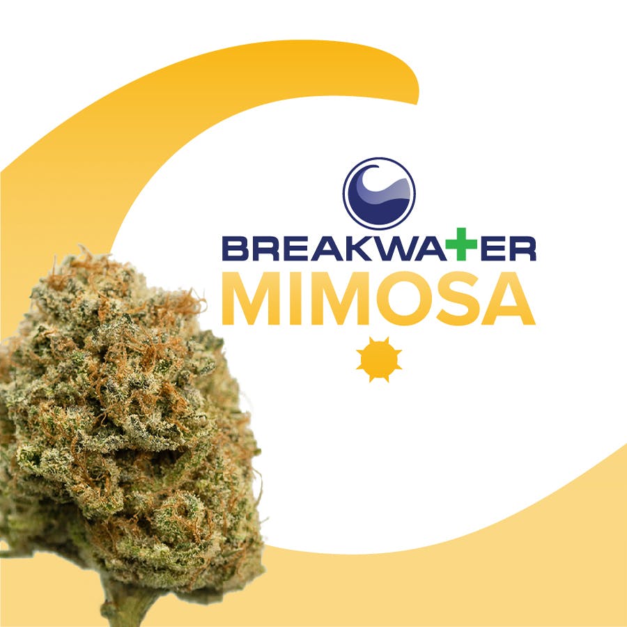 Mimosa⭐︎ Mimosa aka Purple Mimosa, Mimosas Weed Strain Information