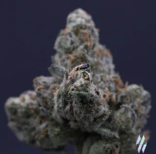 Milkweed - Catskill Candy (Indoor Hydroponics) - 3.5g