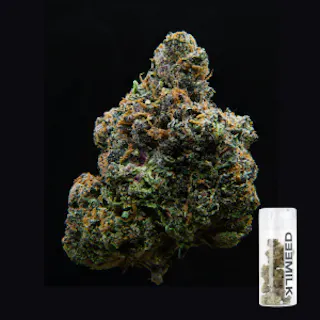 Milkweed - Candy Funk (Indoor Hydroponics) - 3.5g