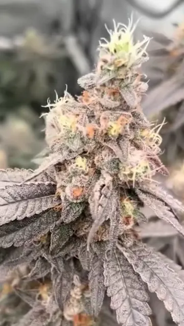 Wurmz (Micro)