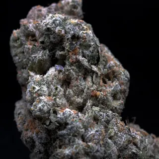 Milkweed - Animal Face (Indoor Hydroponics) - 3.5g