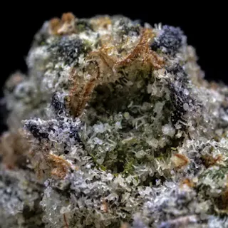 Milkweed - White Zlushie (Indoor Hydroponics) - 3.5g