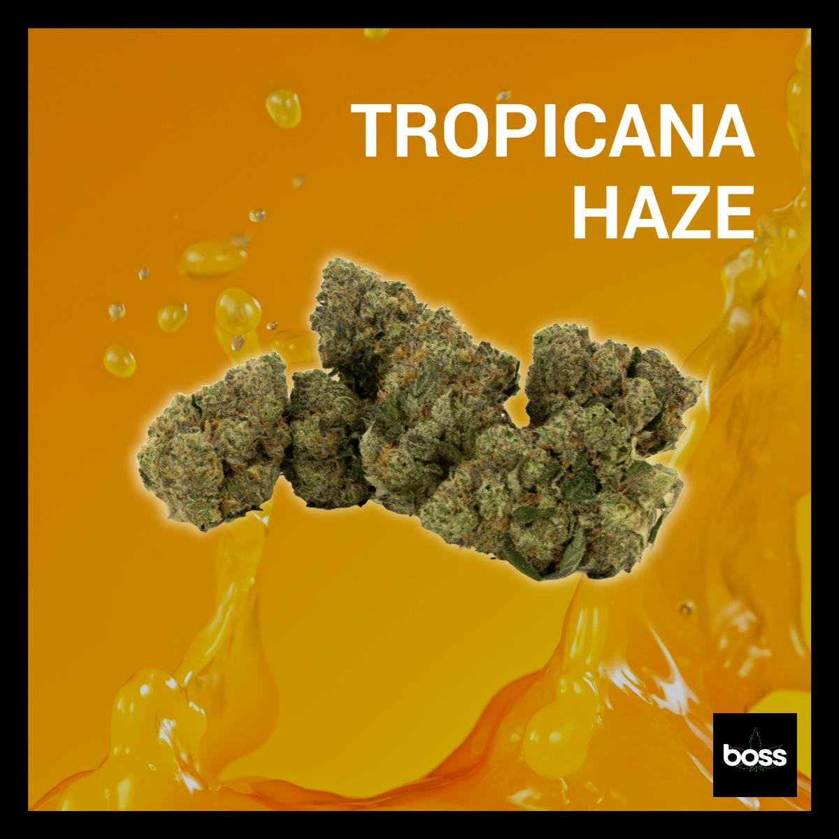 Tropicana Haze | Flower | 3.5g