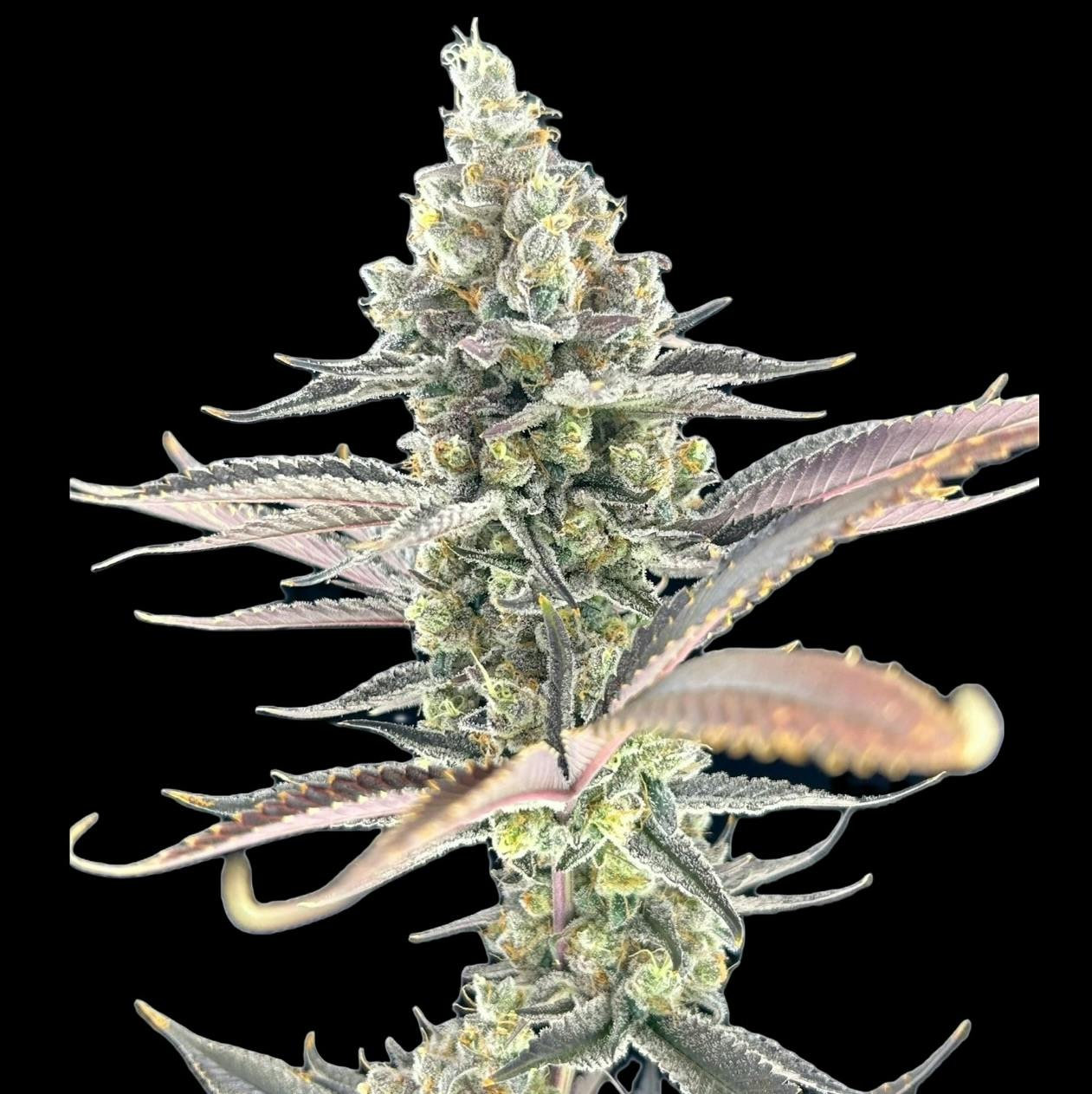 Chimax | Flower | 3.5g