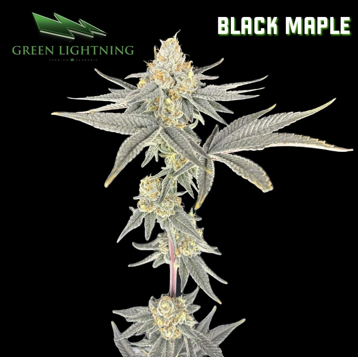 Black Maple | Flower | 3.5g