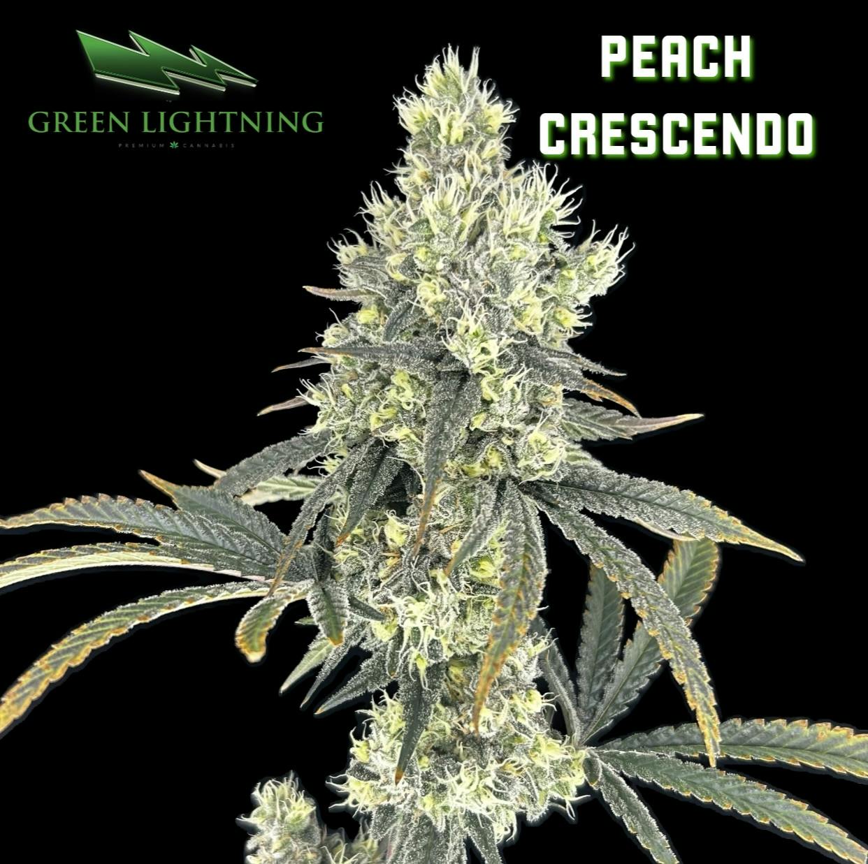 Peach Crescendo | Flower | 3.5g