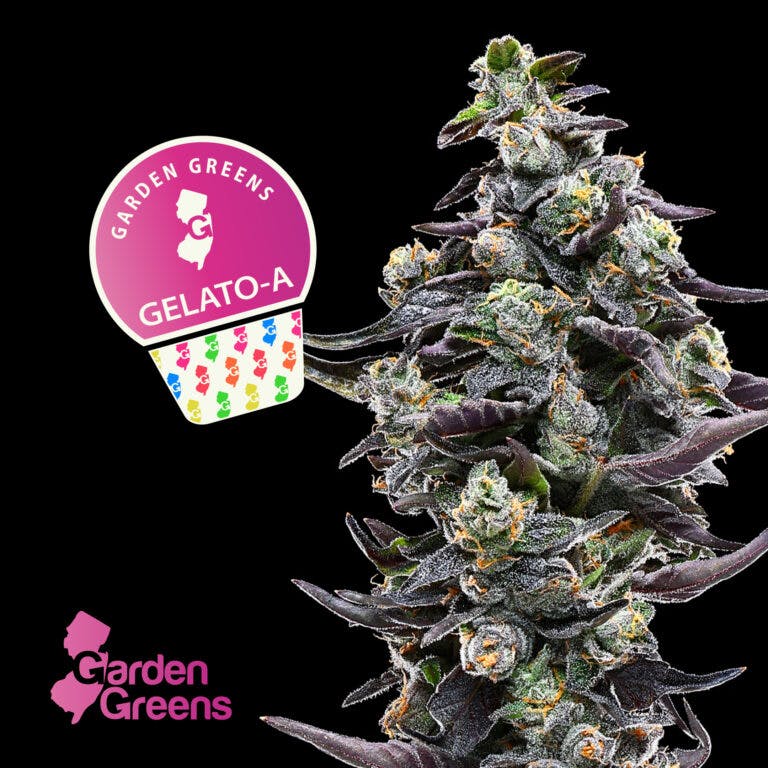 Gelato A | Flower | 3.5g