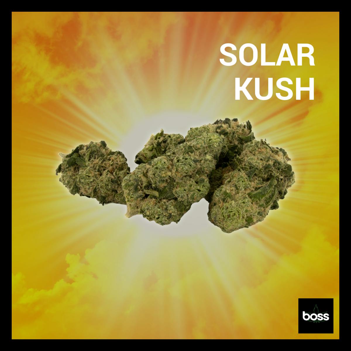 Solar Kush | Flower | 3.5g