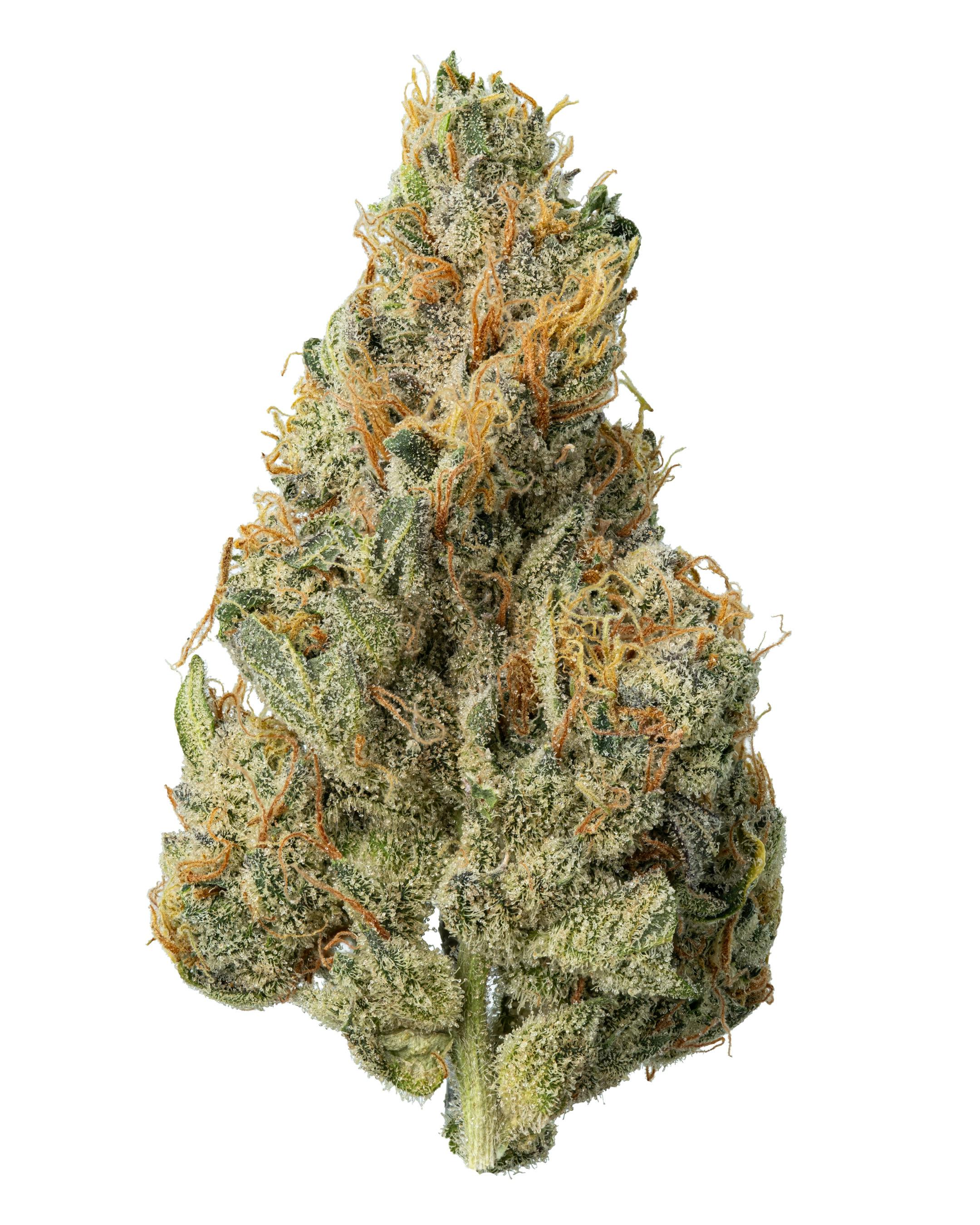 RS-11 | Premium Flower | 3.5g