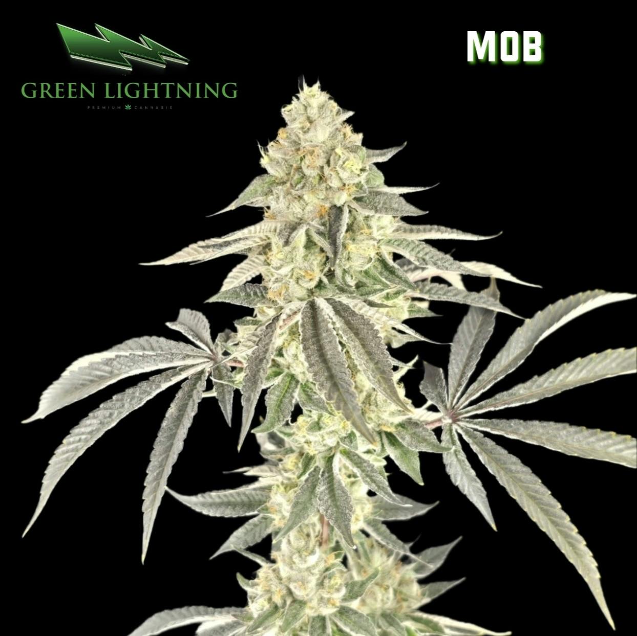 M.O.B | Smalls | 7g