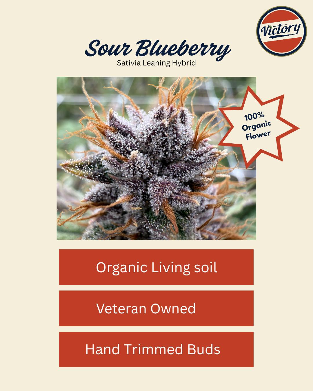 Sour Blueberry | 3.5G Flower