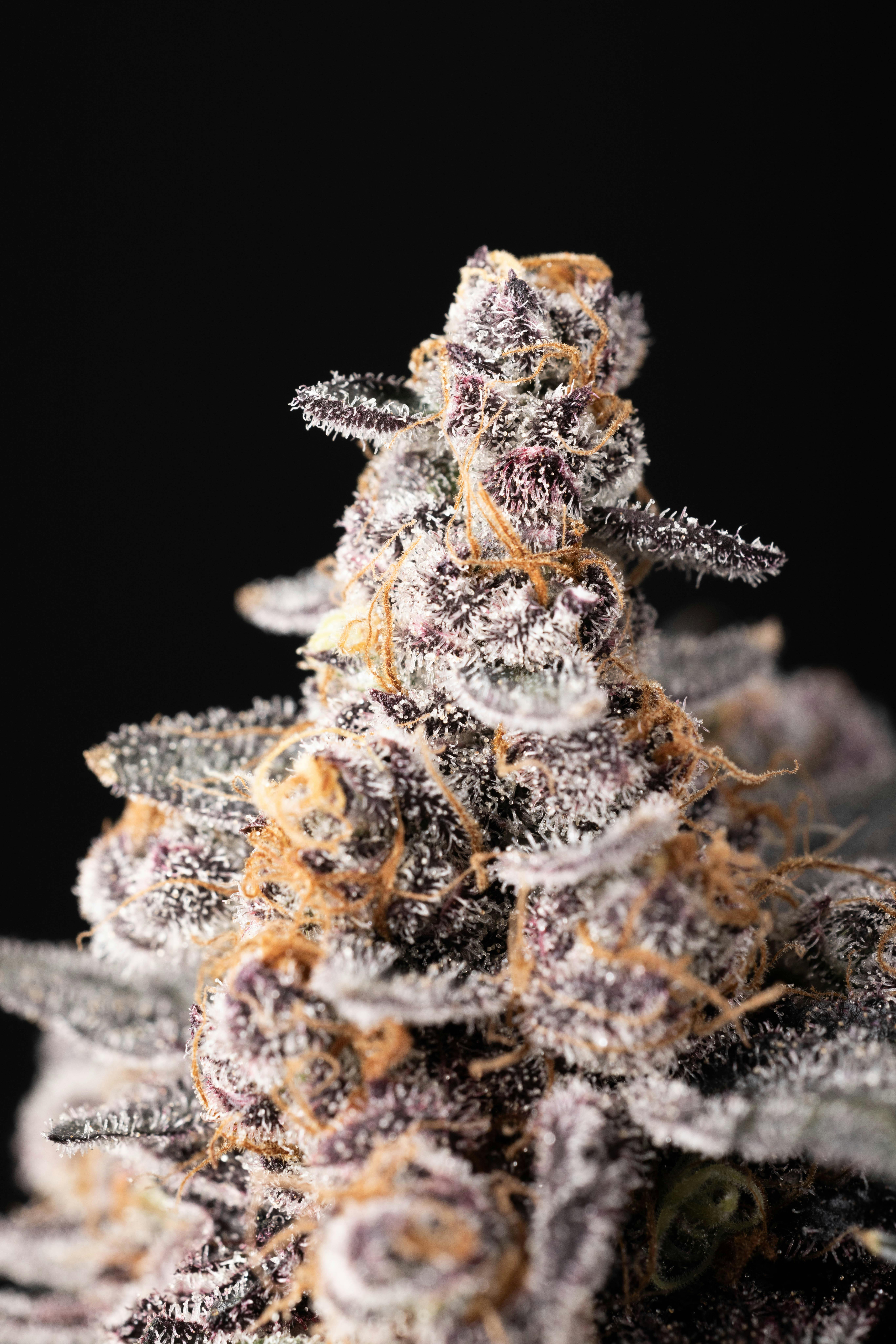 Orange Cannoli