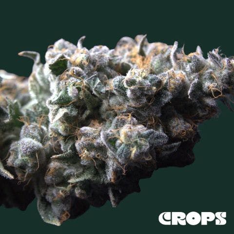 BABY YODA WHOLE FLOWER | 1G