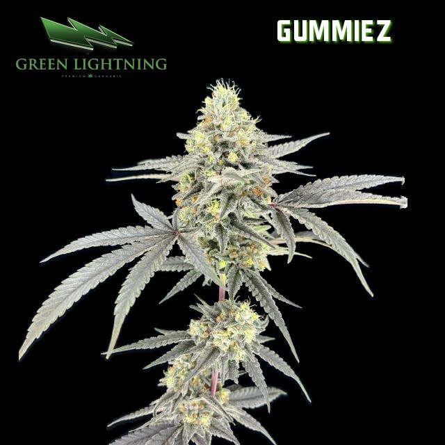 GUMMIEZ WHOLE FLOWER | 3.