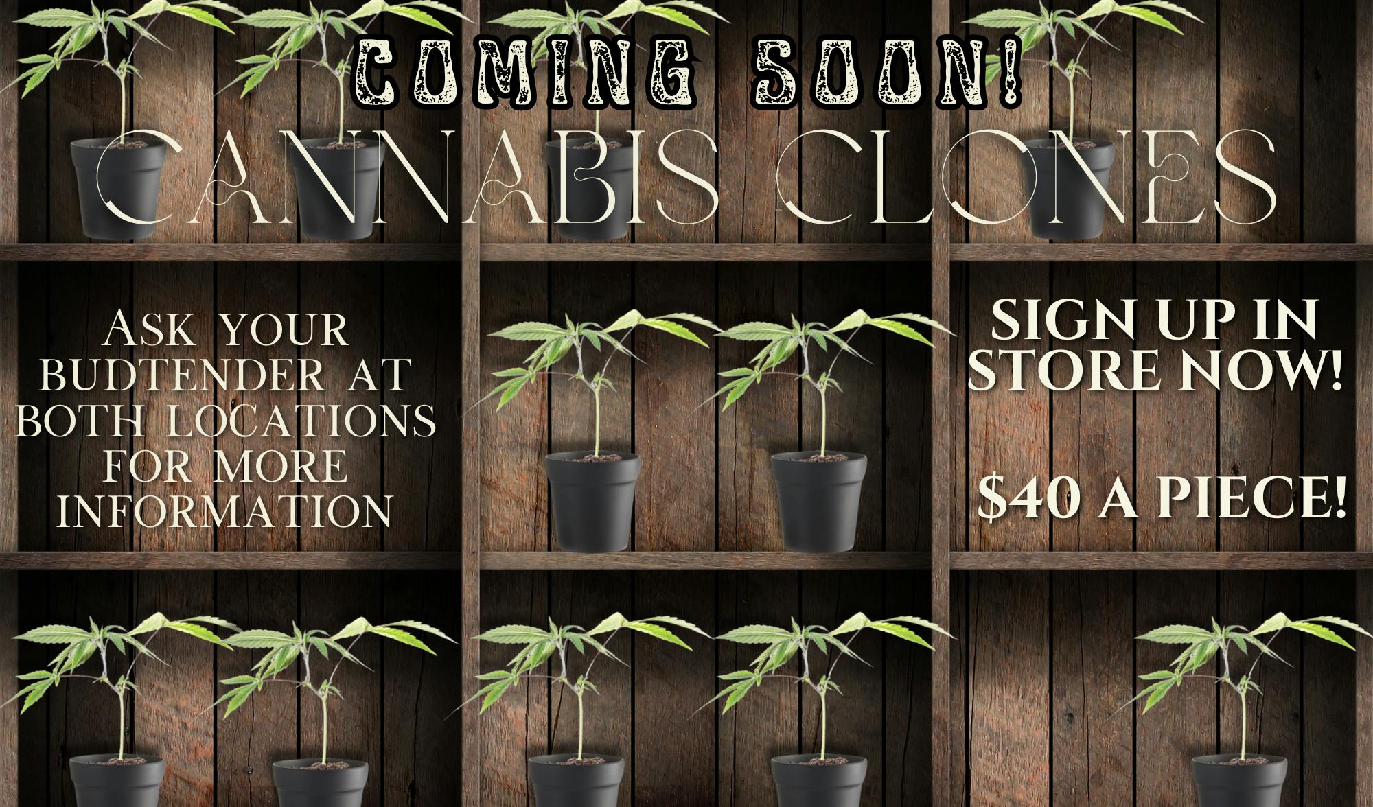 Clones are coming back!Ask  in store for details!