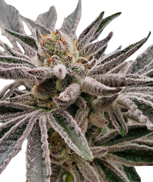 Apple Tartz | 3.5 G | Hybrid