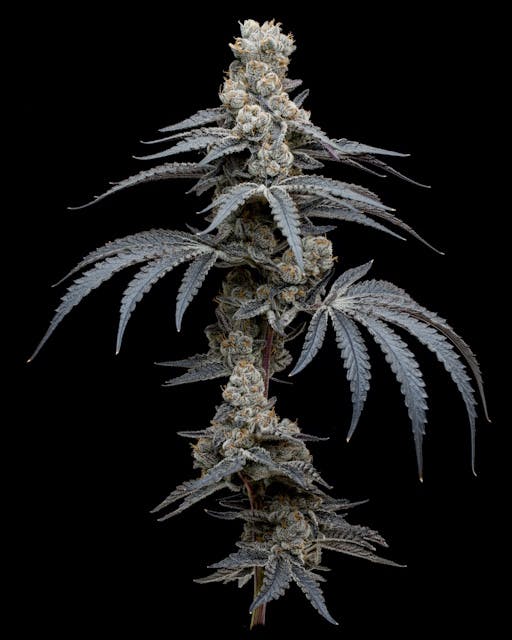 F734ab9557512a3c 1e43a152 F84f 4022 A2c6 0c66c86e9e70 29b4de75 509a 424b 9ca4 C813fa18e432 Null 03 07 25 12 06 58