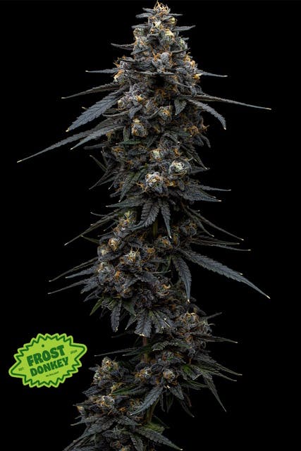 F734ab9557512a3c 1e43a152 F84f 4022 A2c6 0c66c86e9e70 65842db2 7962 494a A491 7247220cca92 Null 20 10 25 13 47 45