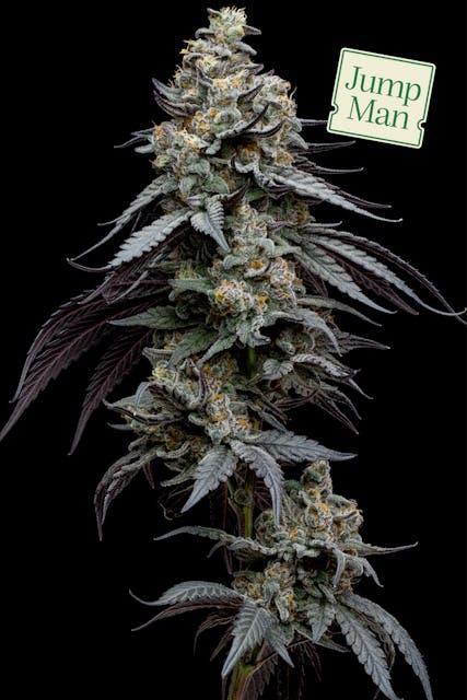 F734ab9557512a3c 1e43a152 F84f 4022 A2c6 0c66c86e9e70 Ef4b0e05 Ed34 4546 9086 Aa39cdd89a80 Null 20 10 25 13 46 24