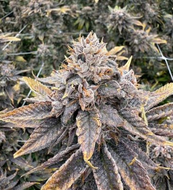 F734ab9557512a3c 252171e1 Ef92 4e66 Ad7e Eca5ef4d1abd