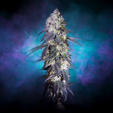 FROZEN MARGARITA | 3.5G