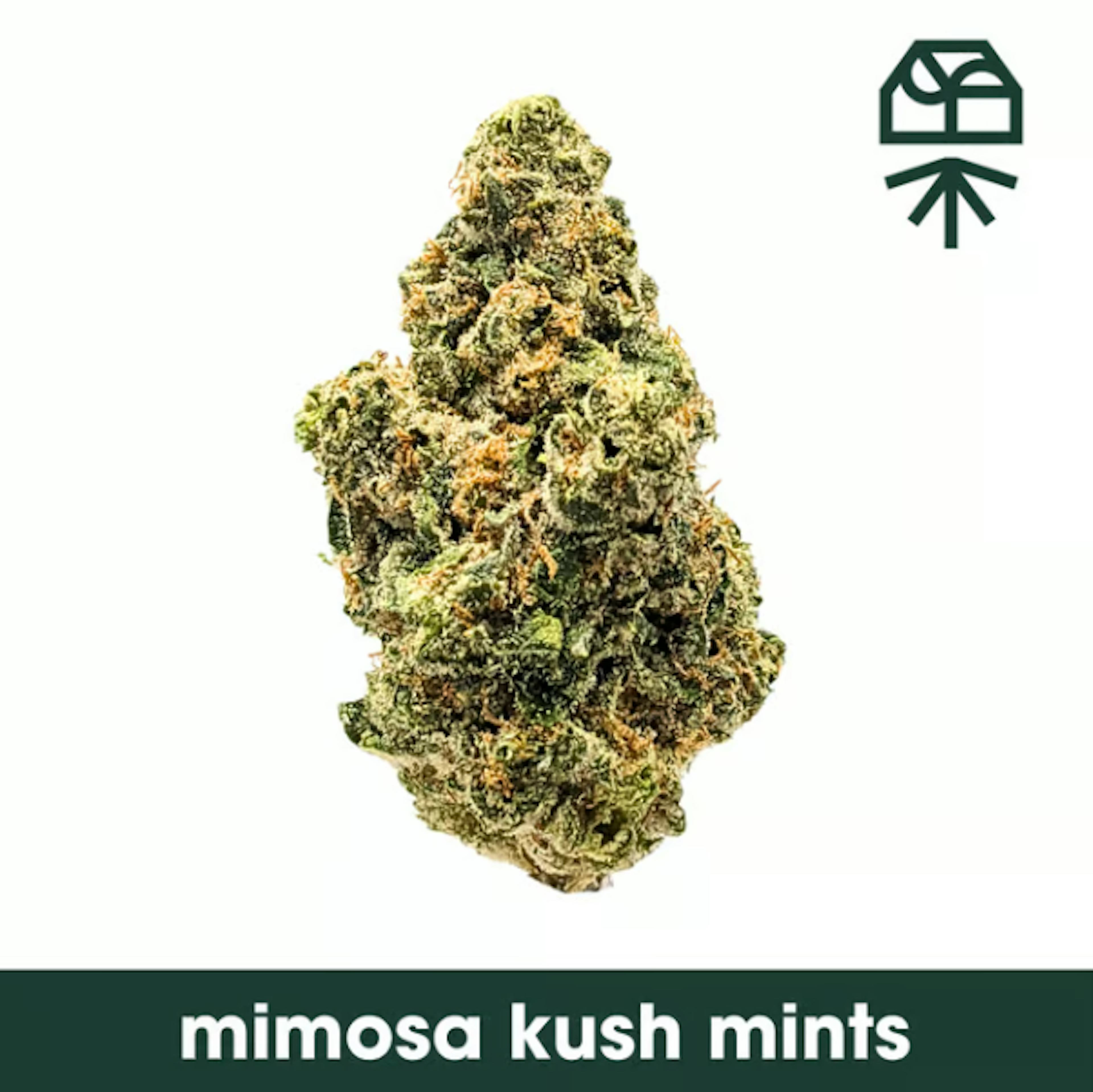 Image of MIMOSA KUSH MINTS | 7G | SMALLS