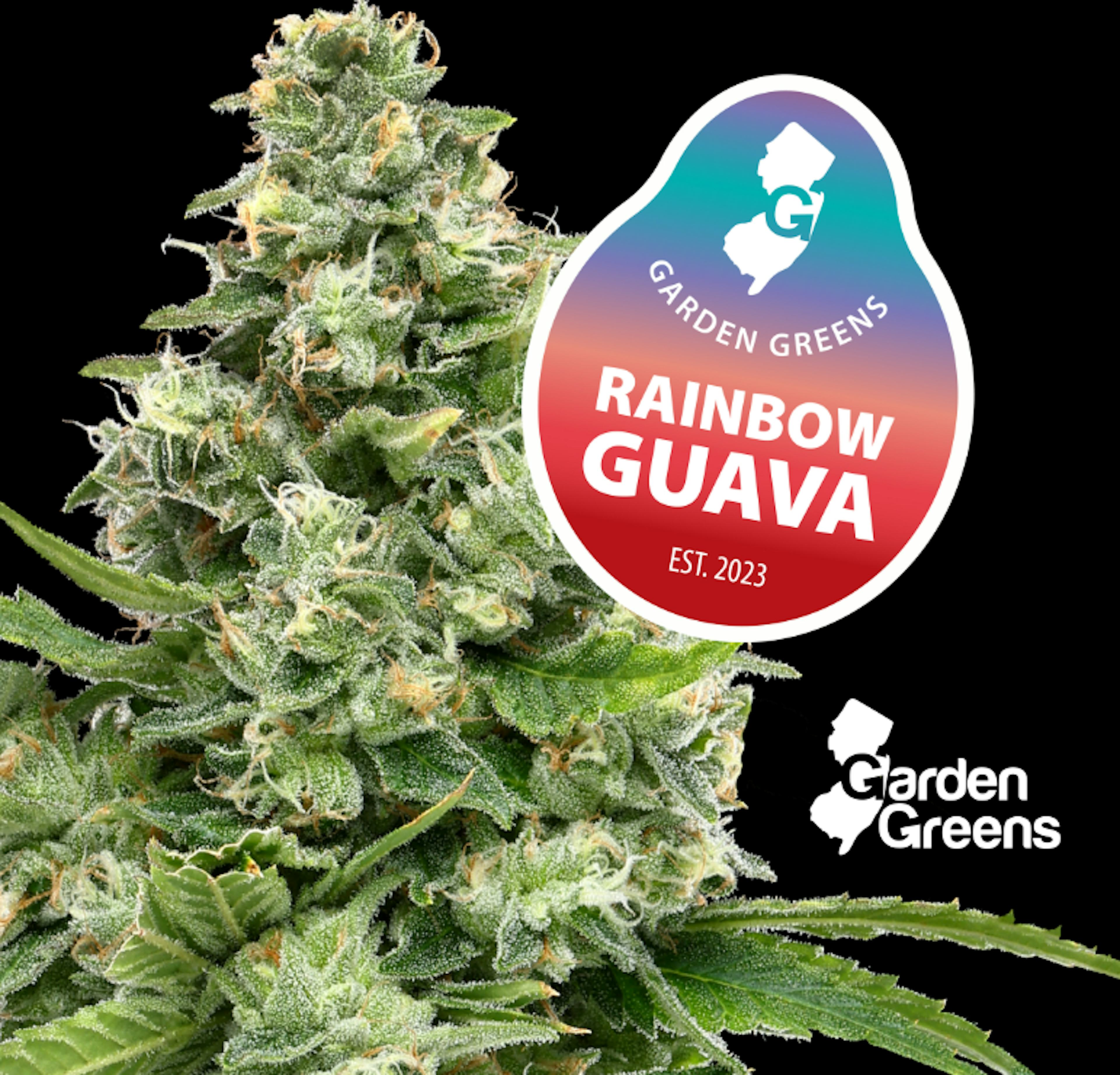 Image of RAINBOW GUAVA | 7G | MIXED BUDS