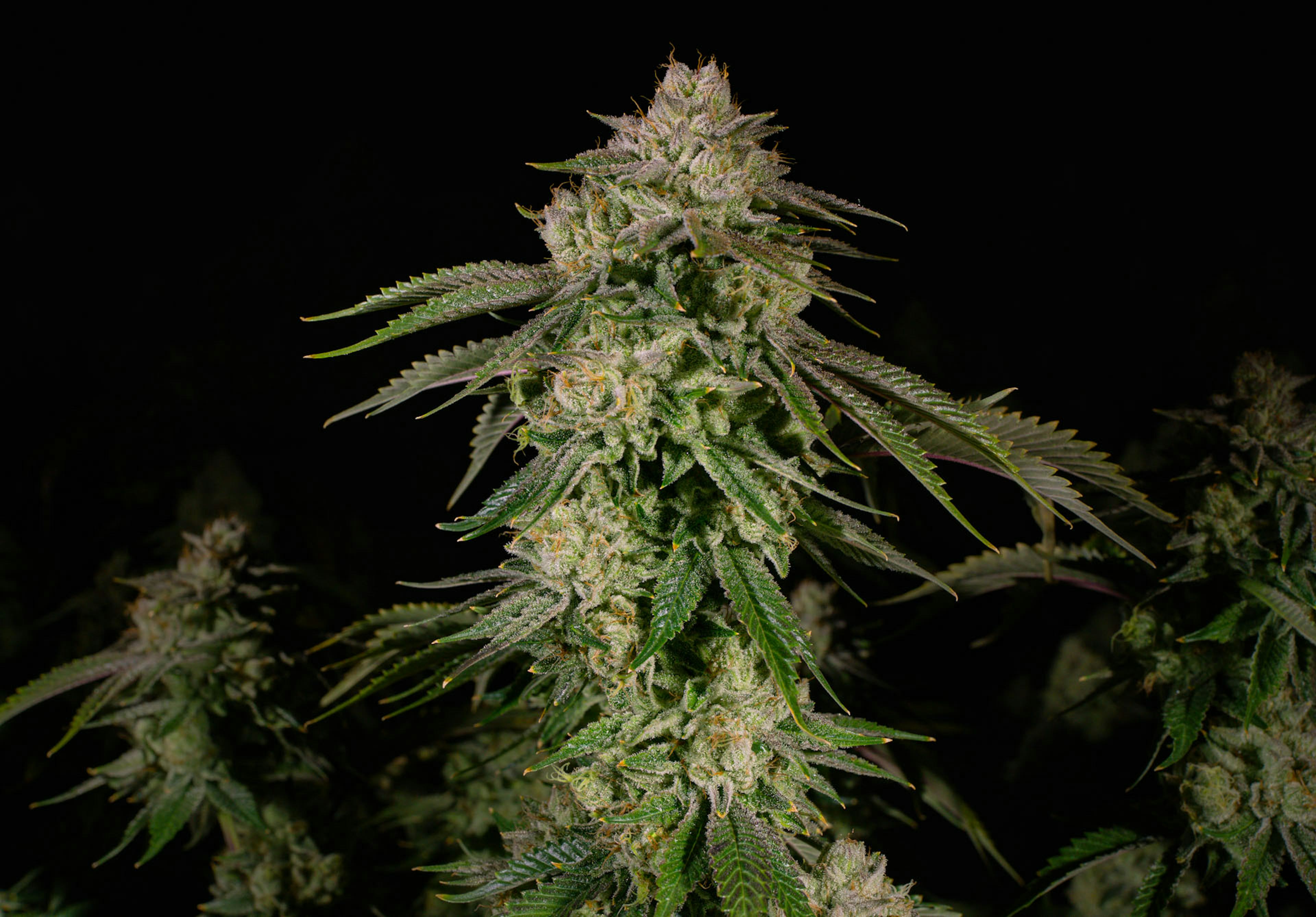 Image of JET FUEL OG | 7G