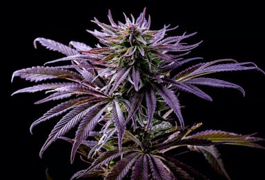 COUCH CRASHER | 3.5G