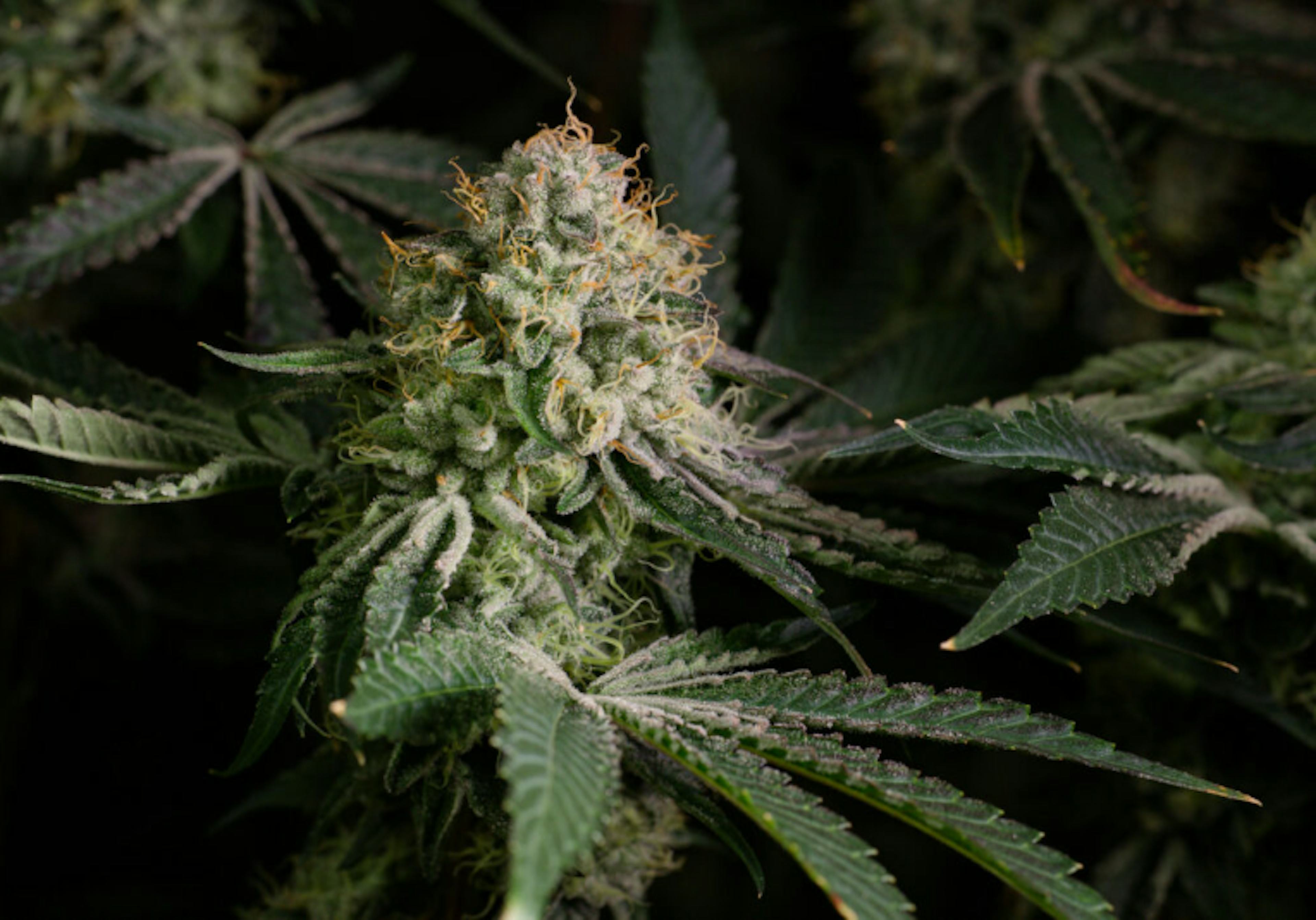 Image of CEREAL MILK | 7G | POPCORN