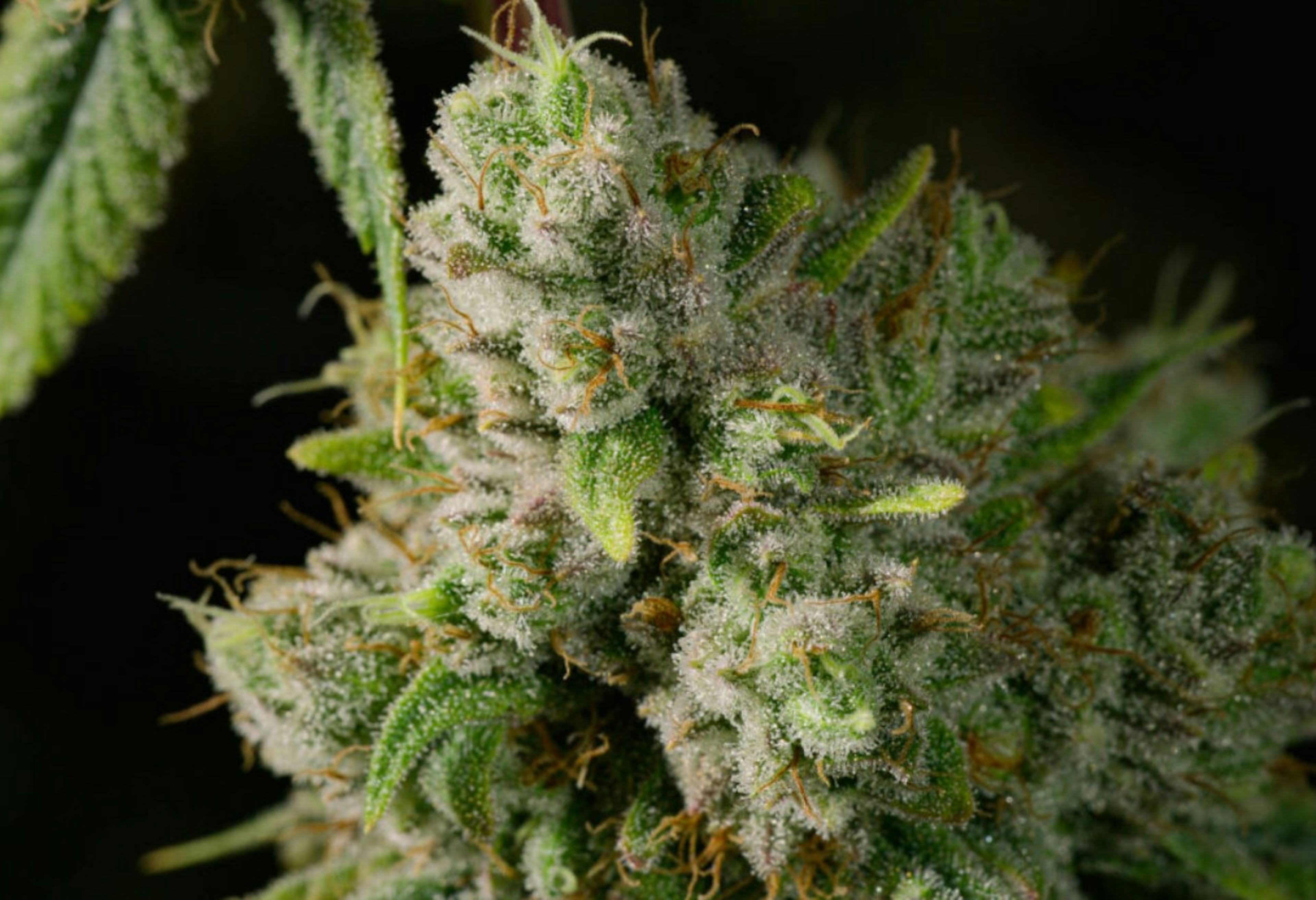 Image of CHERRY MAUI WOWIE | 7G