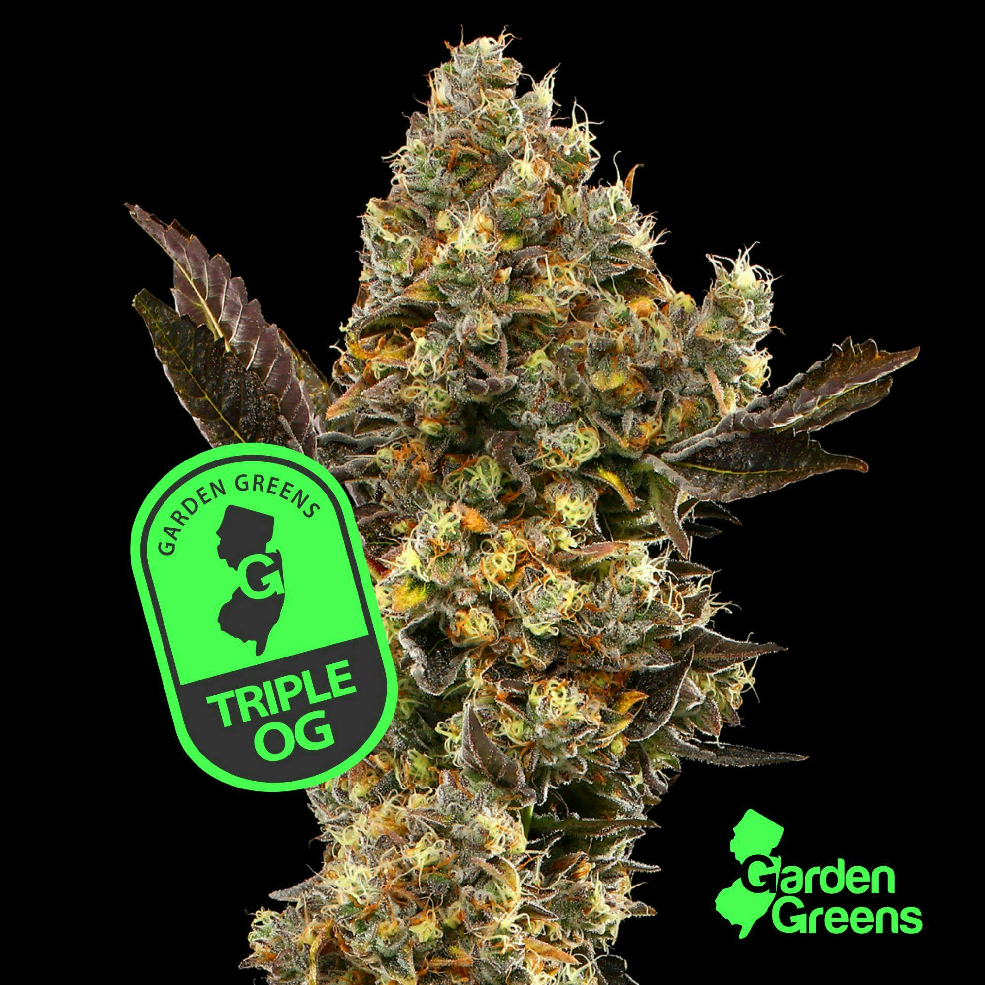 OG Kush Fast Version feminized seeds for sale - Herbies Seeds