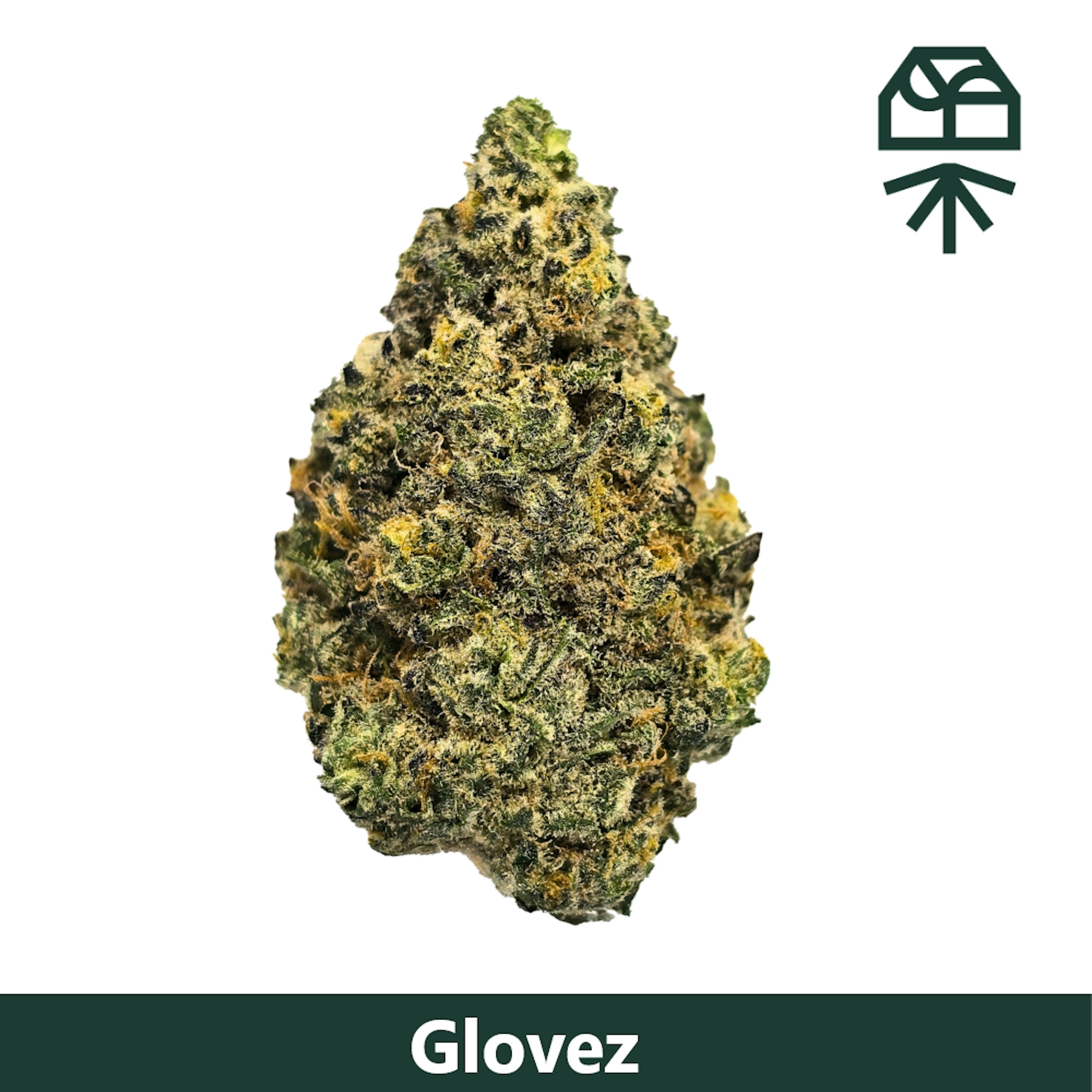 Image of THE GLOVE STRAIN | 3.5G