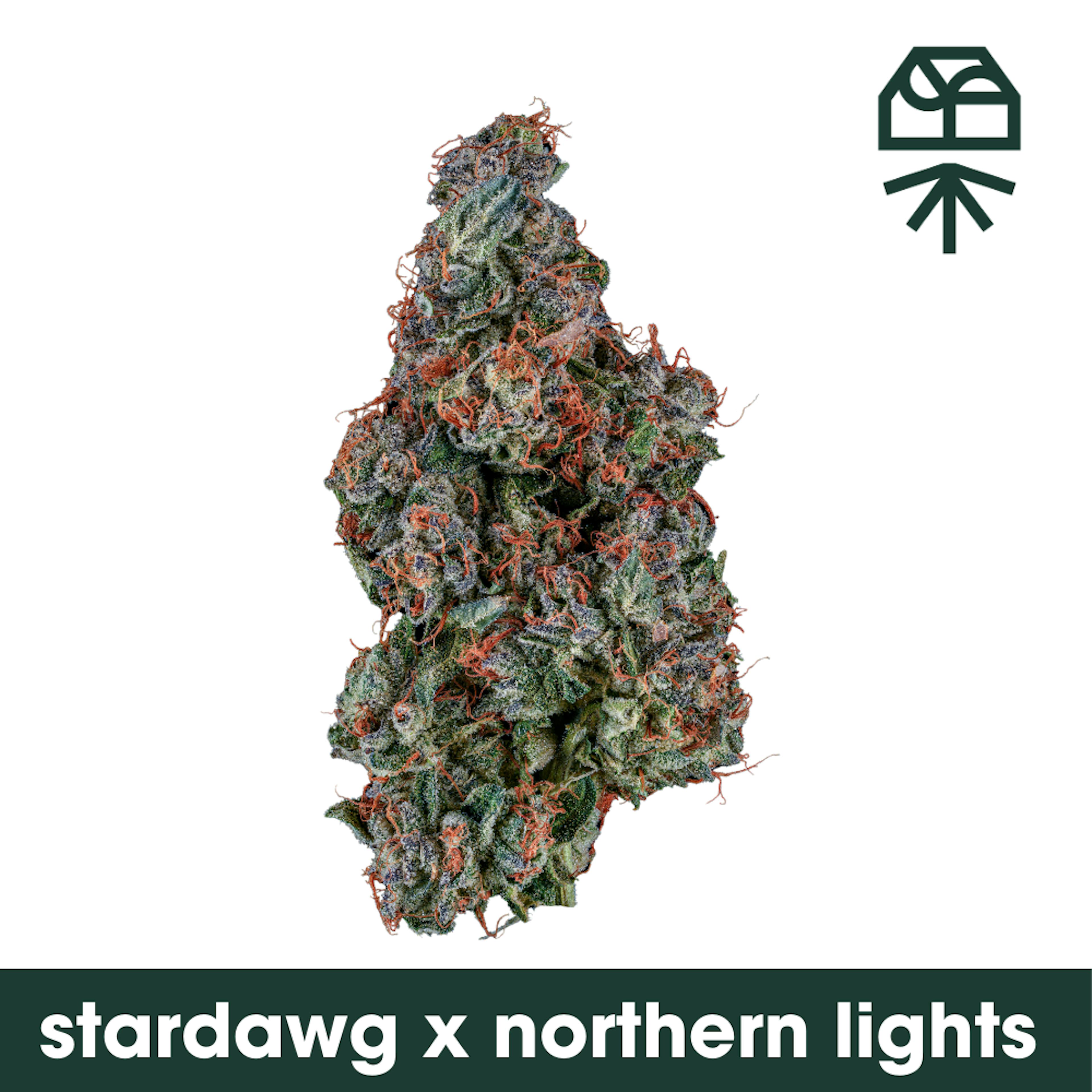 Image of STARDAWG X NORTHERN LIGHTS | WHOLE FLOWER | 3.5G