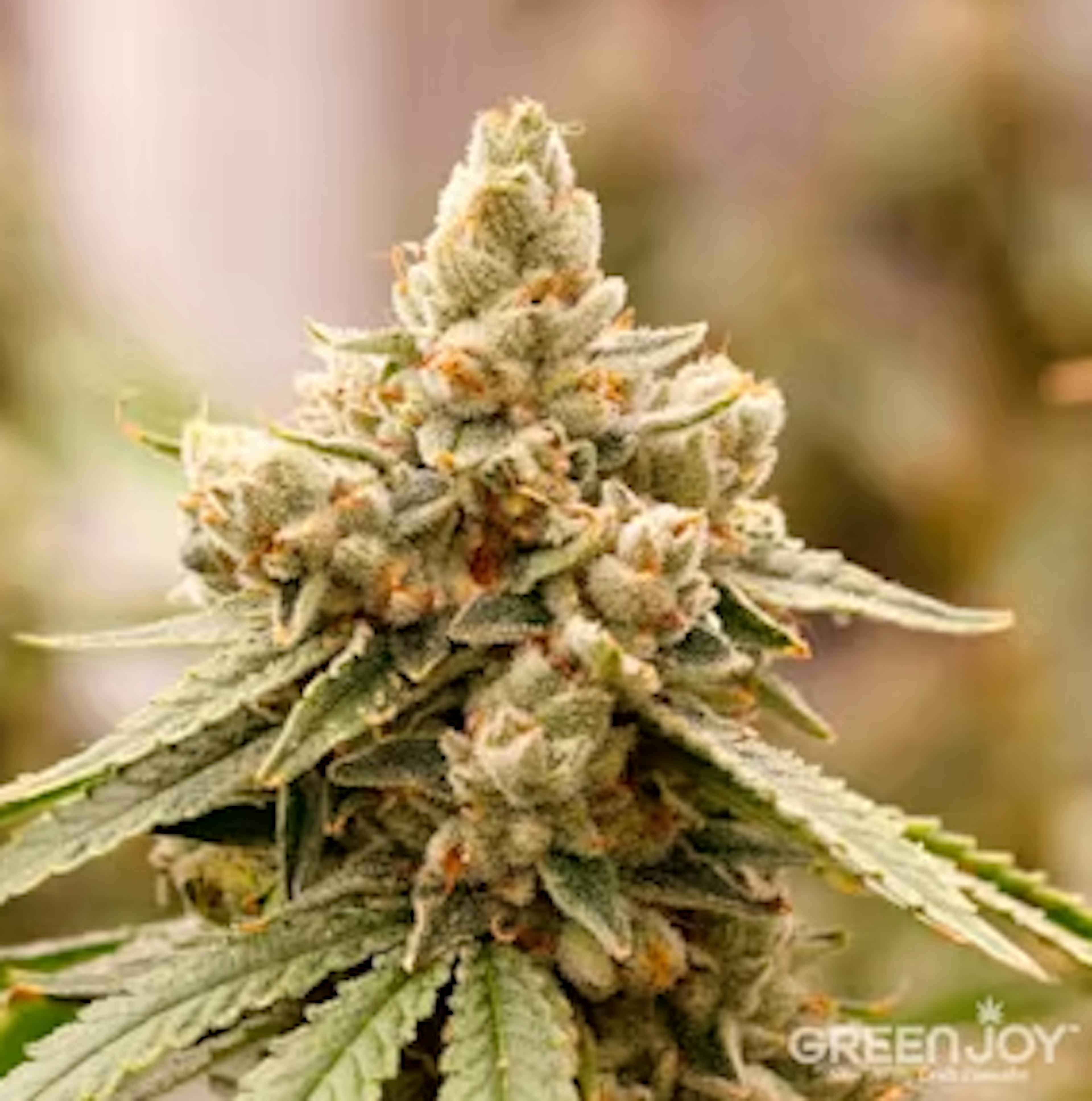 Image of HAPPY PAPPY | 3.5G FLOWER