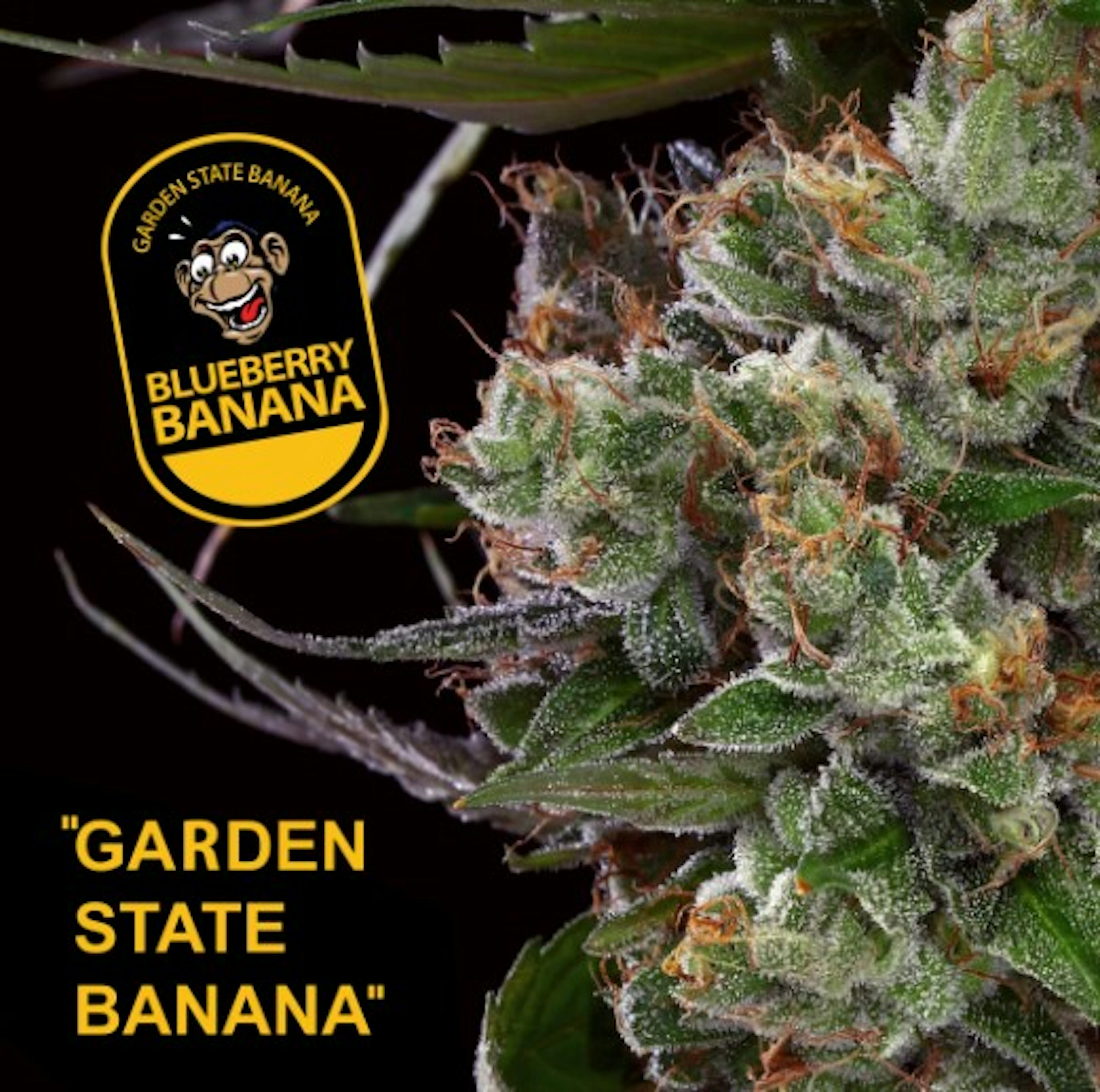 Image of BLUEBERRY BANANA | 3.5G | GARDEN STATE BANANA
