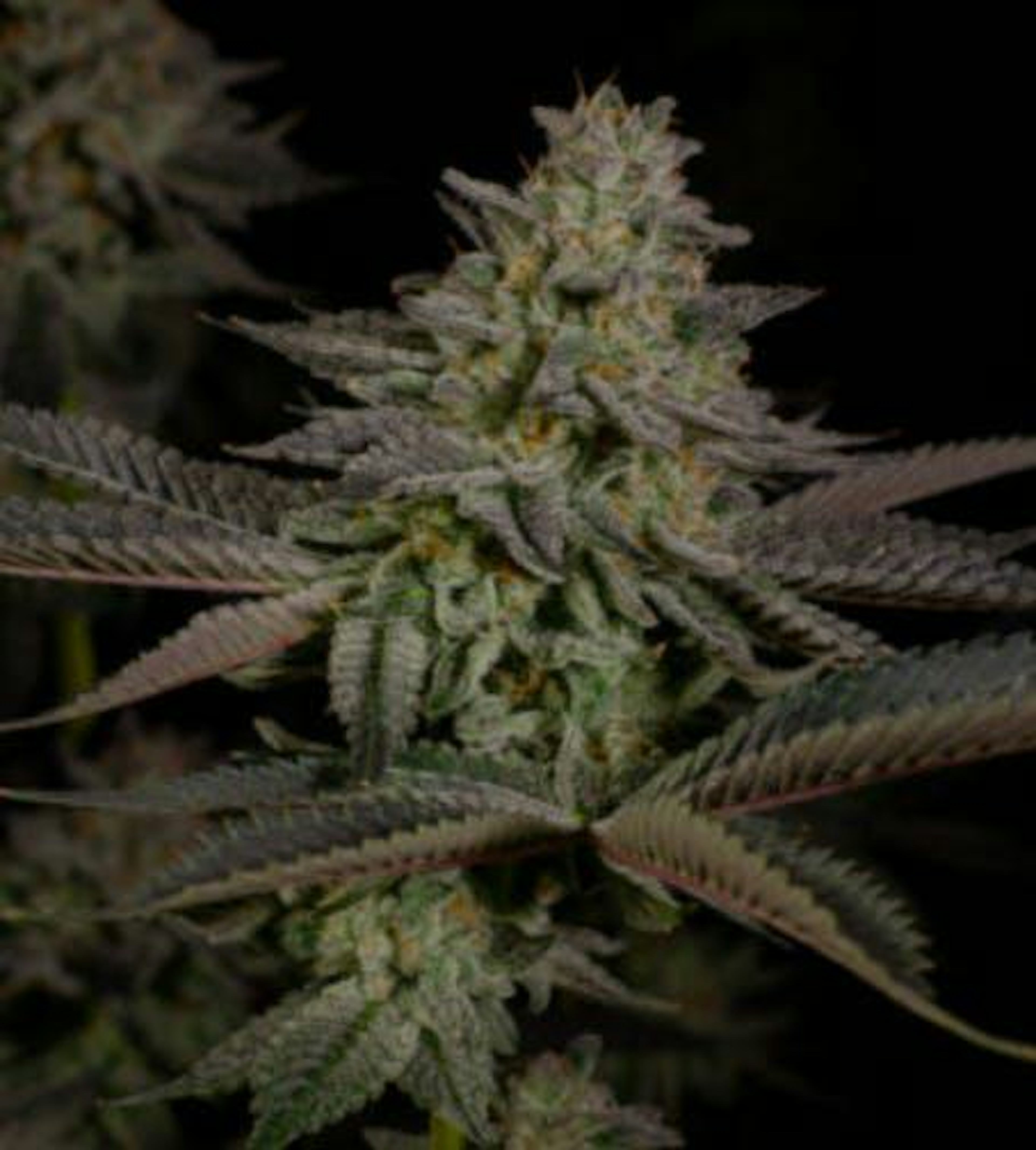 Image of FUMEZ | 3.5G