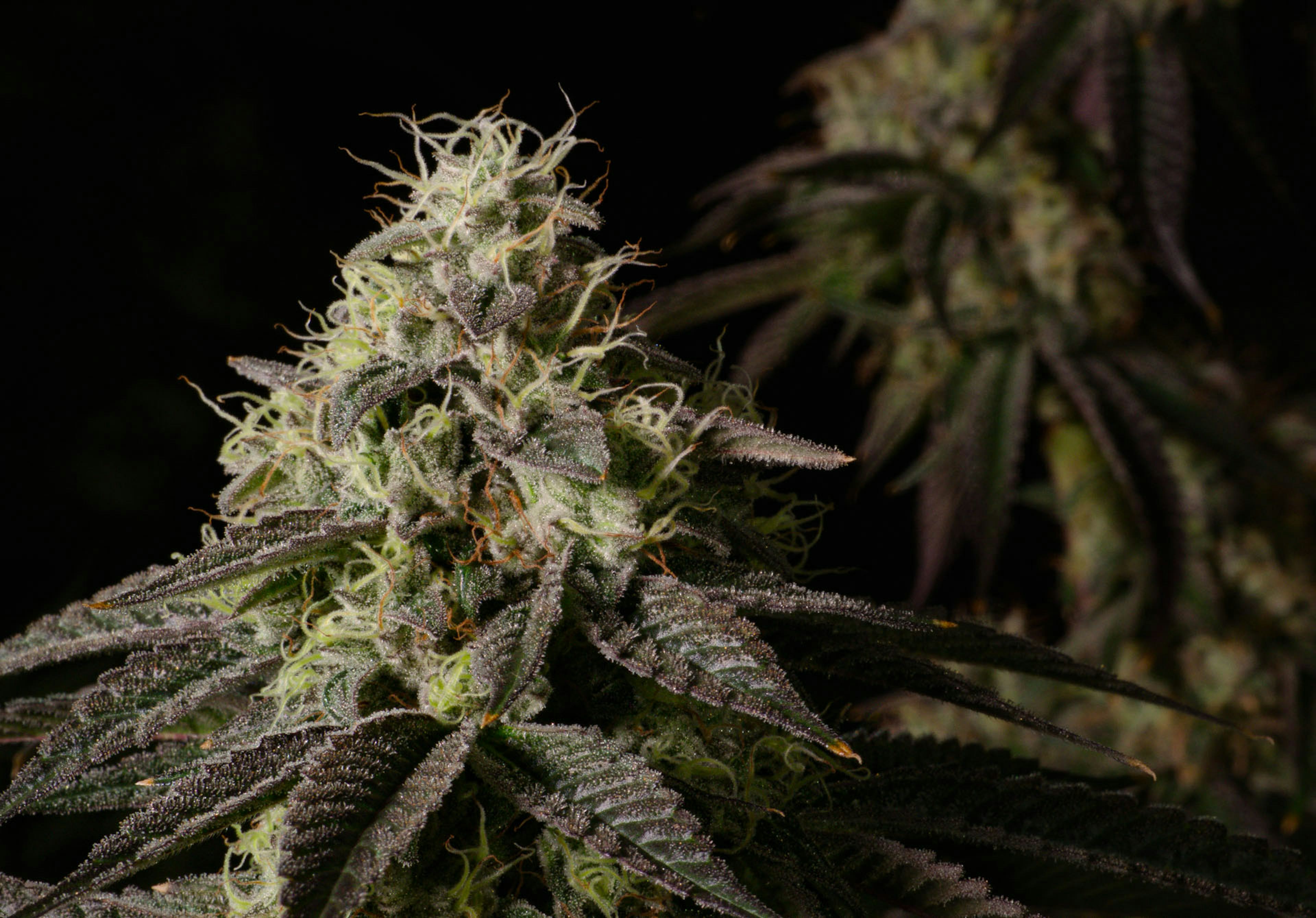 Image of LA KUSH CAKE | 3.5G