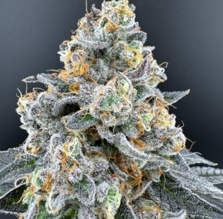 THE SOAP | 7G