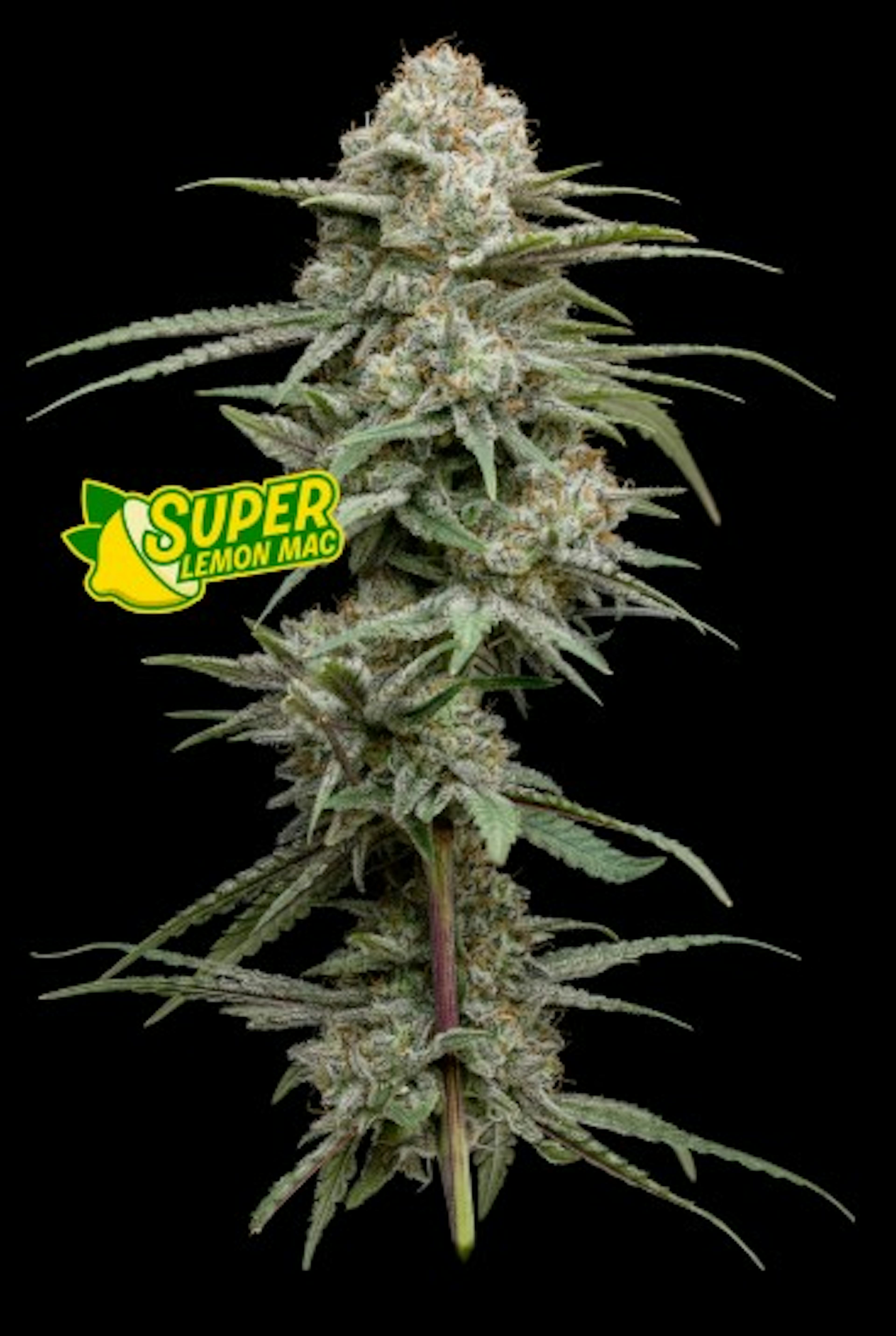 Image of SUPER LEMON MAC | 3.5G