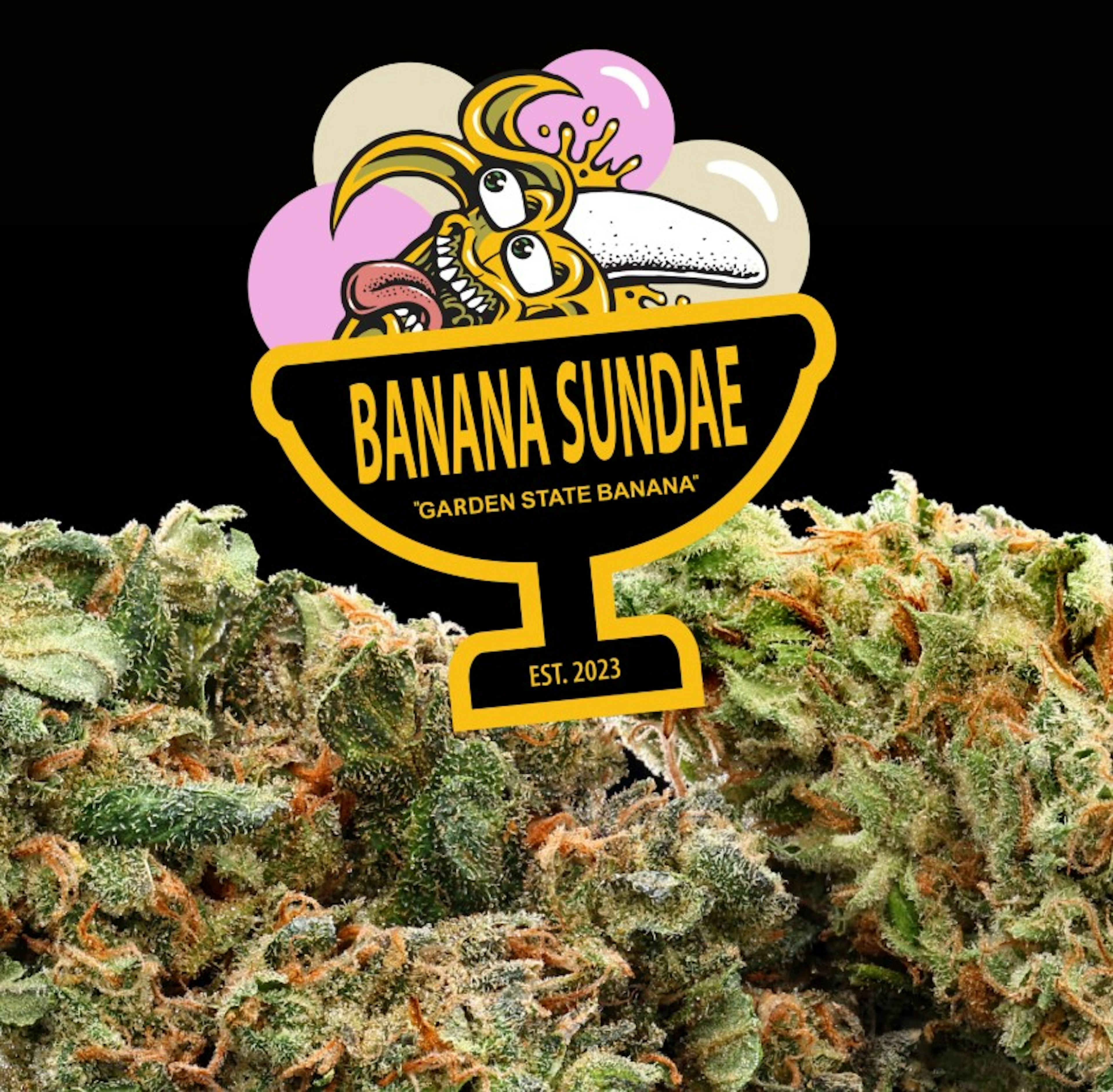 Image of BANANA SUNDAE | GARDEN STATE BANANA | 3.5G