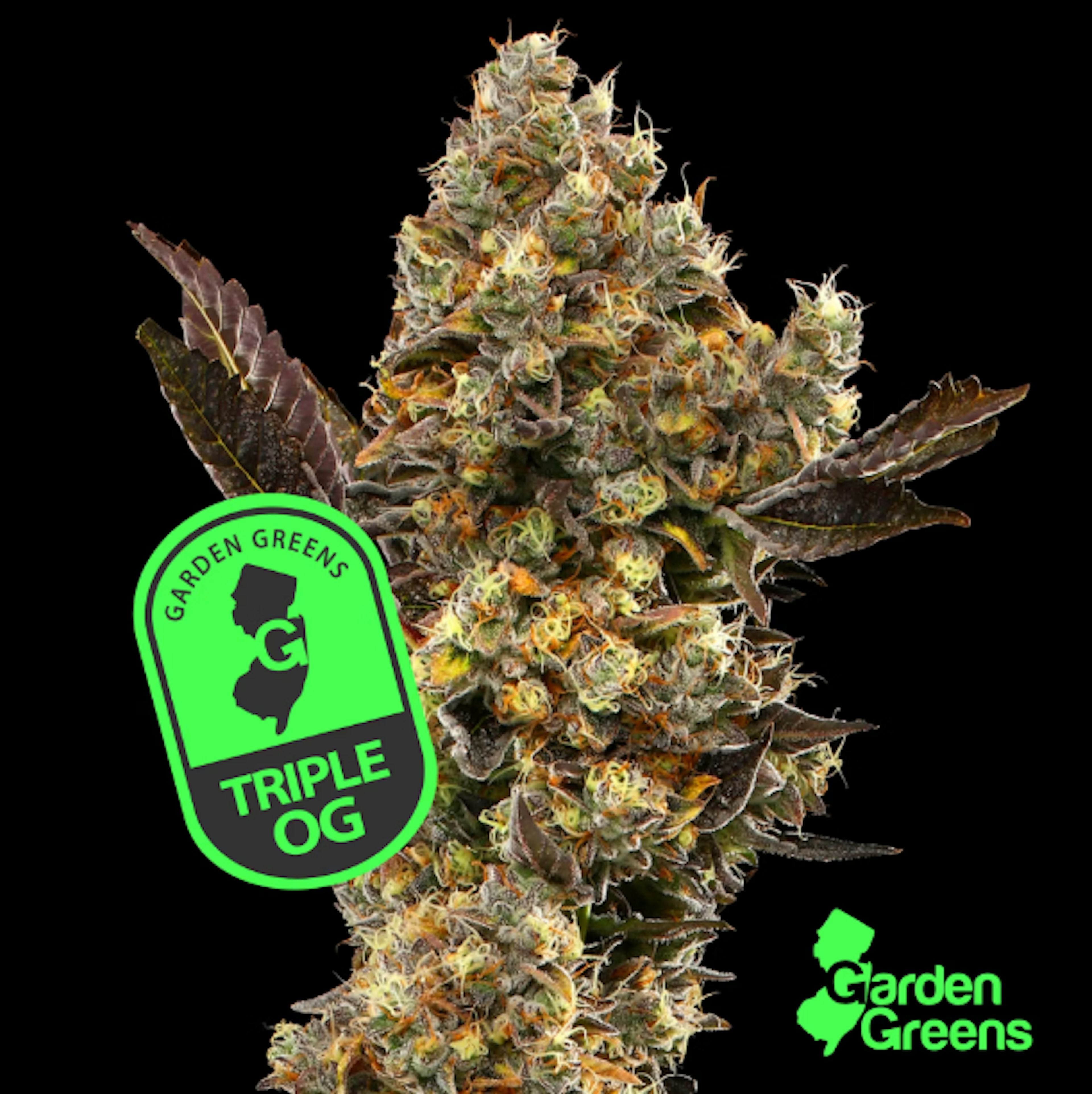 Image of TRIPLE OG | 7G | BIG BUD