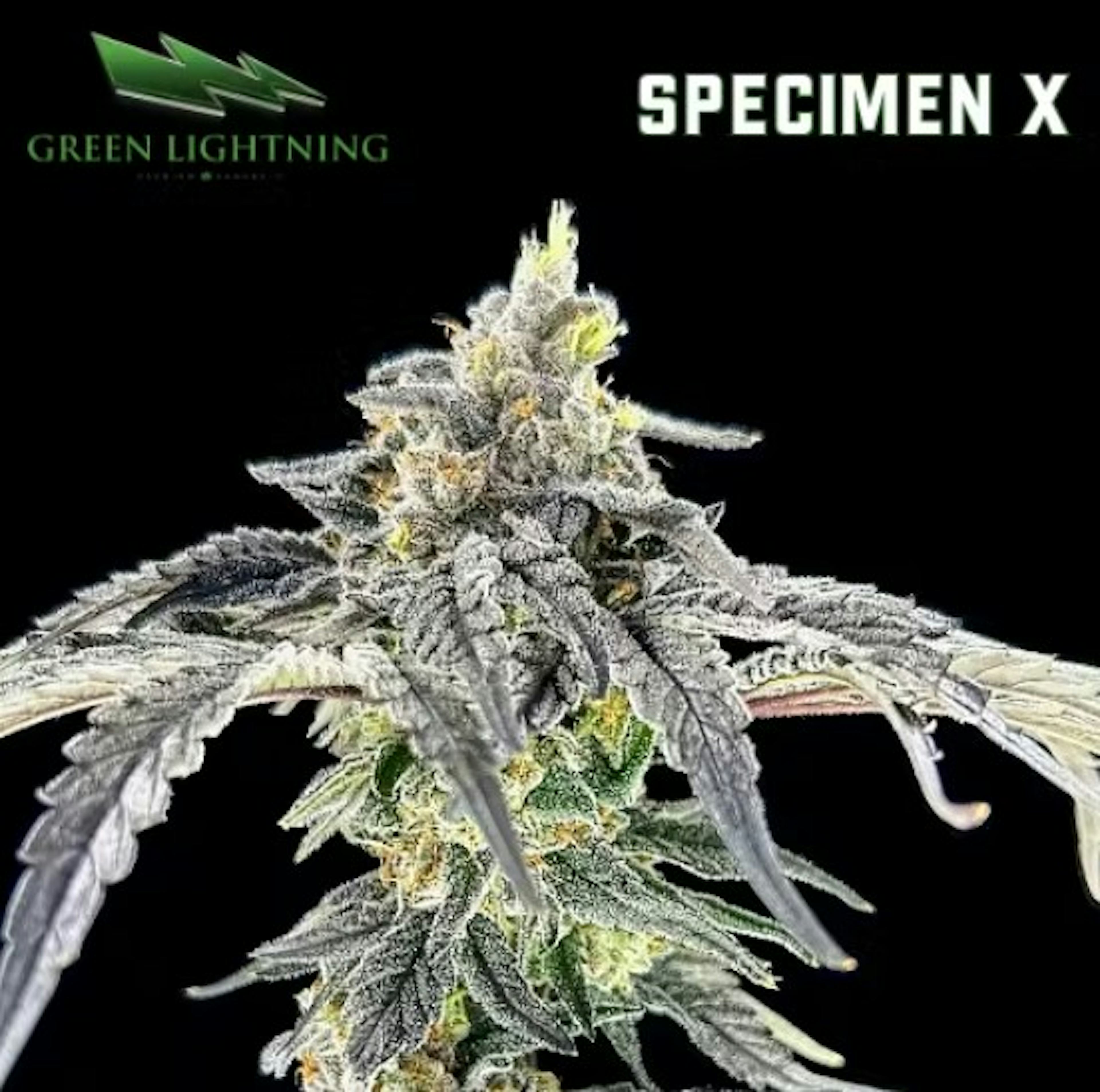 Image of SPECIMEN X | 3.5G