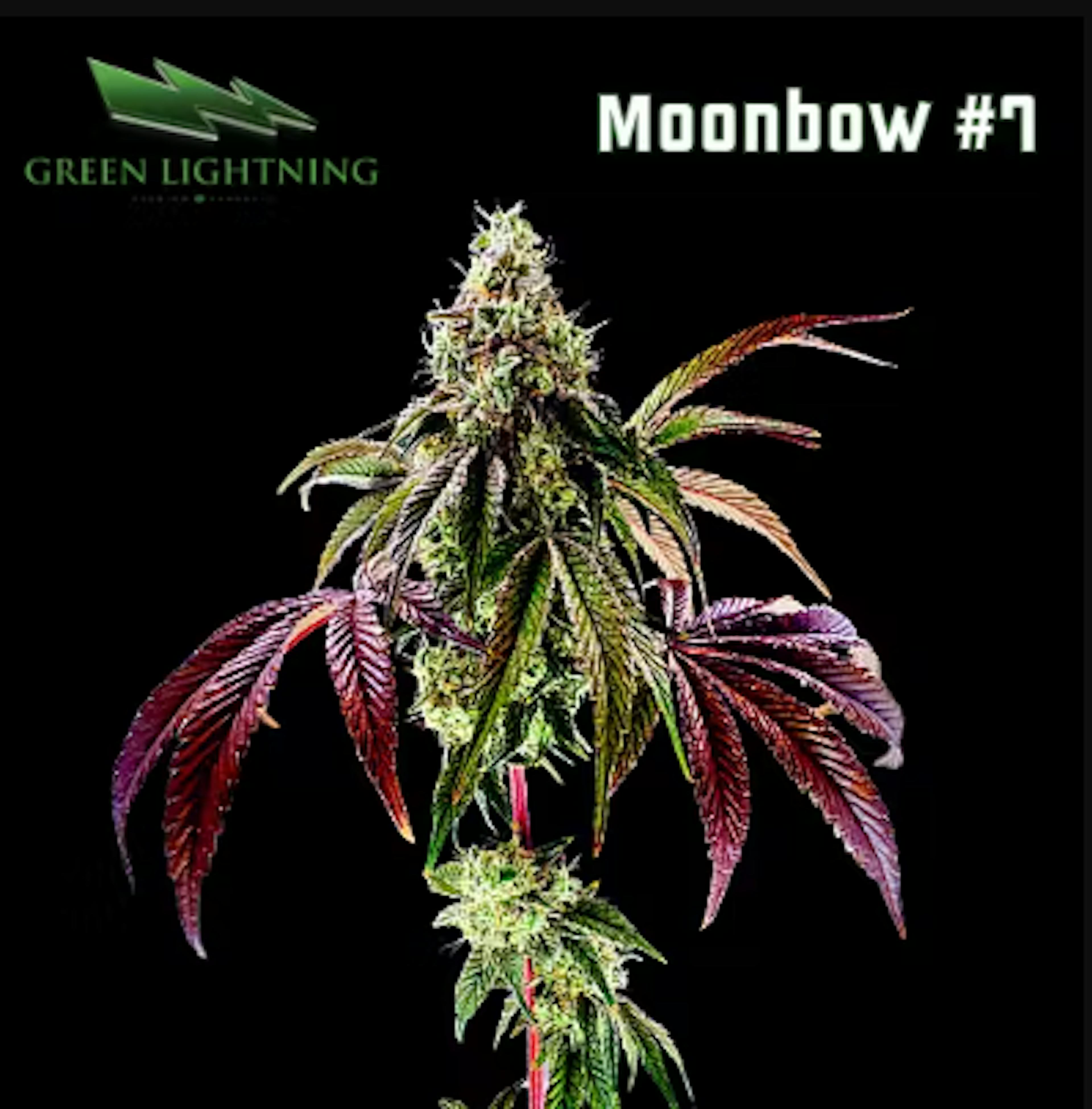 Image of MOONBOW | 3.5G | SMALLS