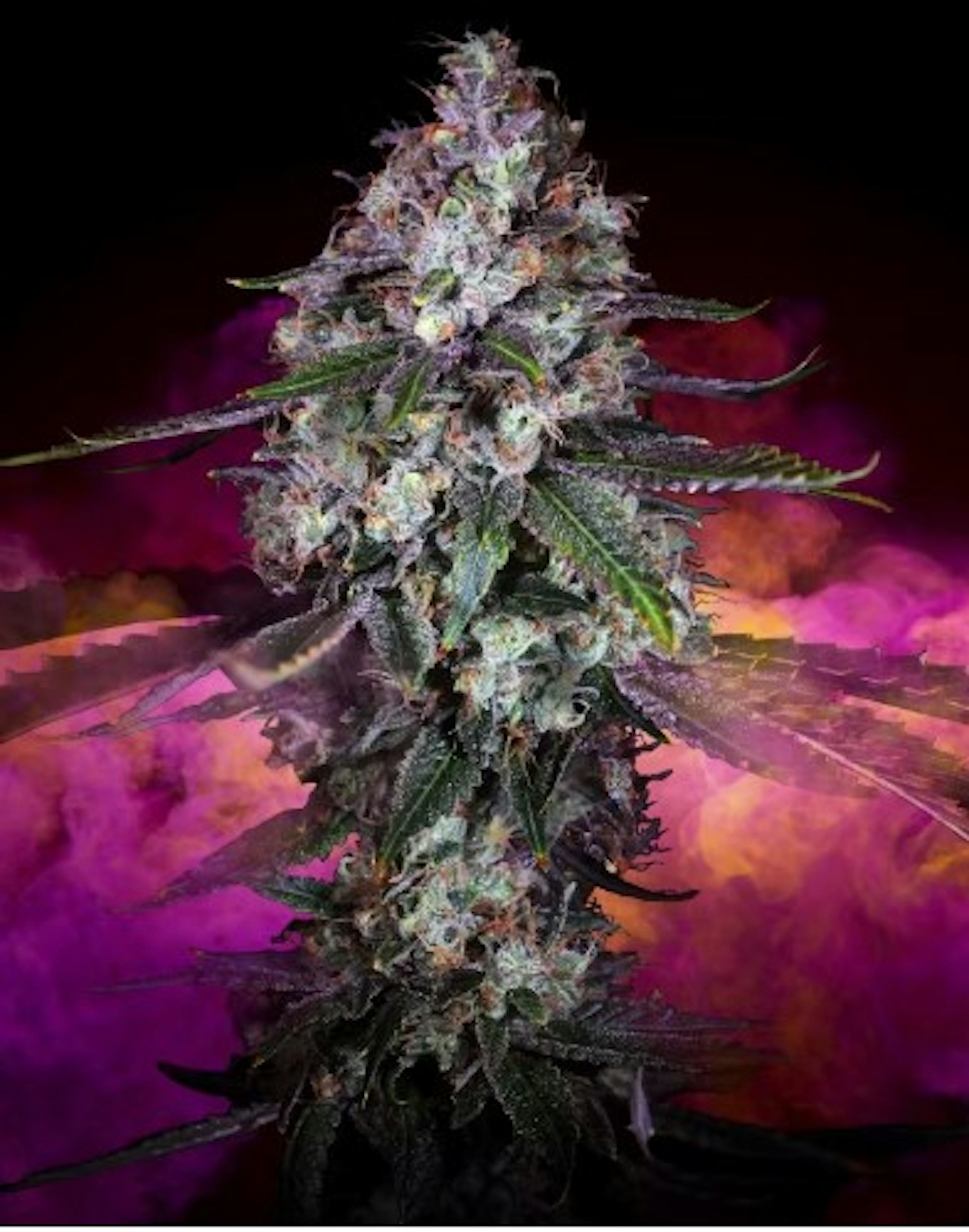 Image of SOUR DIESEL | PREMIUM BUDS | 3.5G