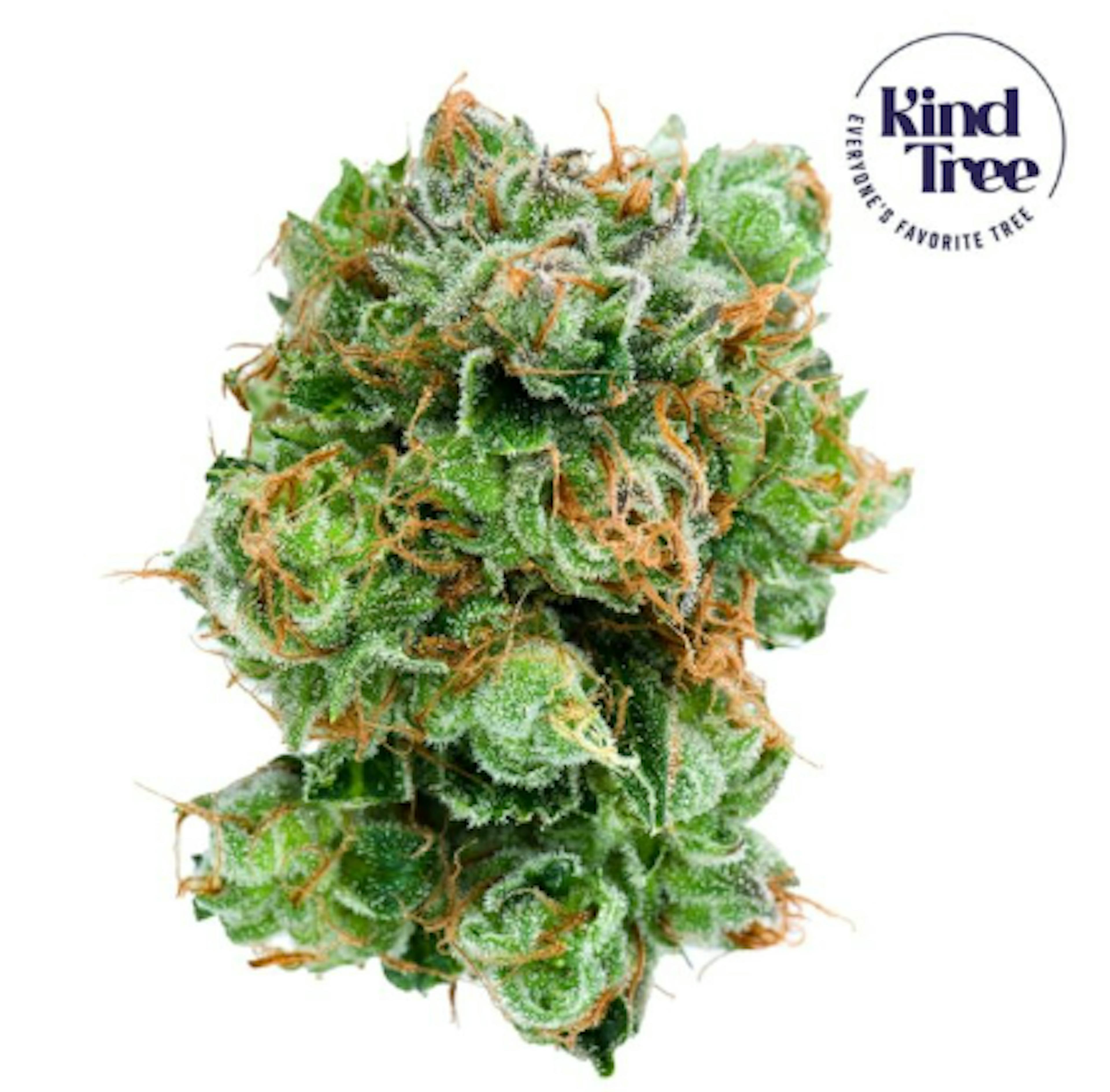 Image of BANANA TREE | MIXED BUDS | 7G