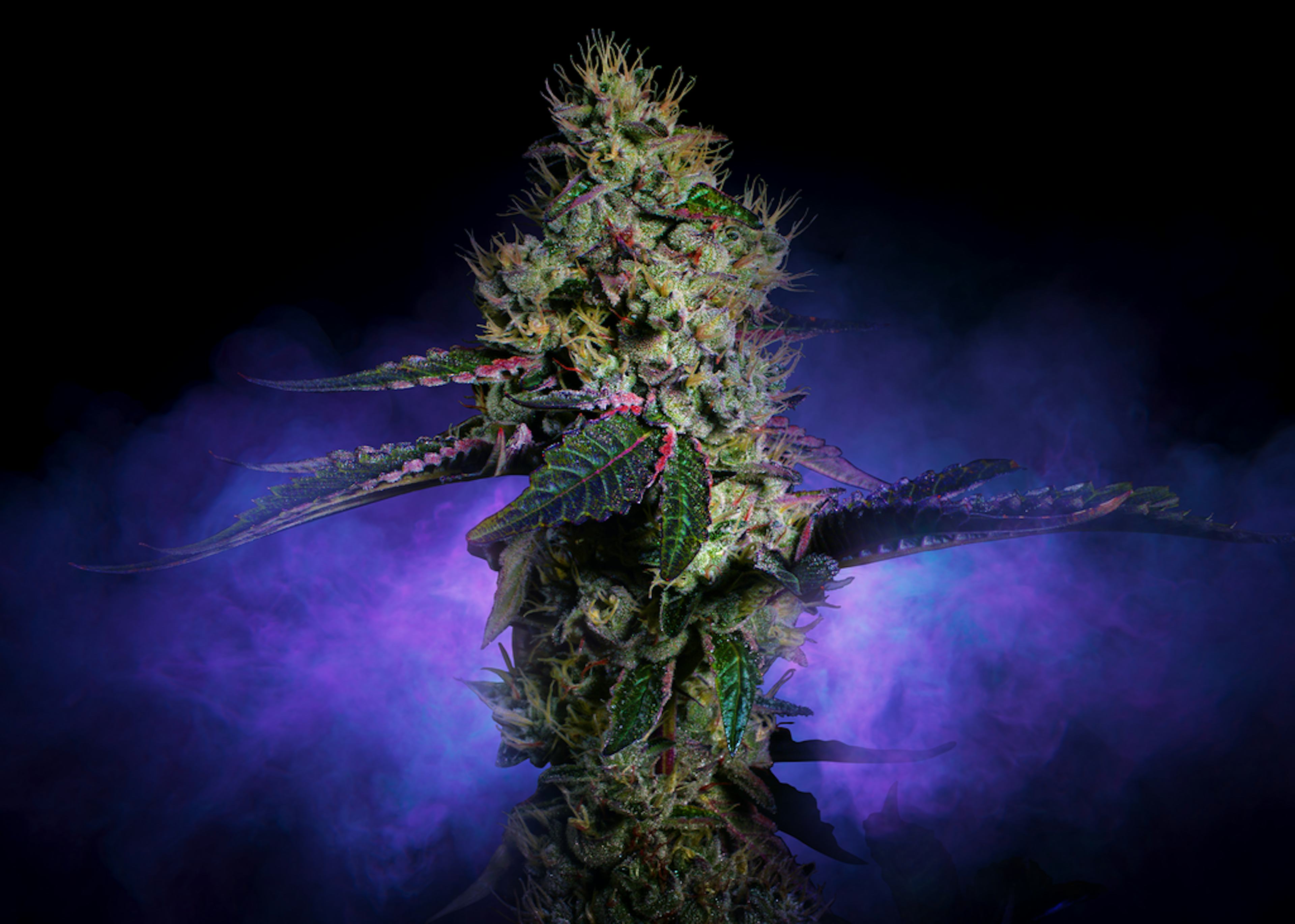 Image of DULCE DE UVA | 3.5G