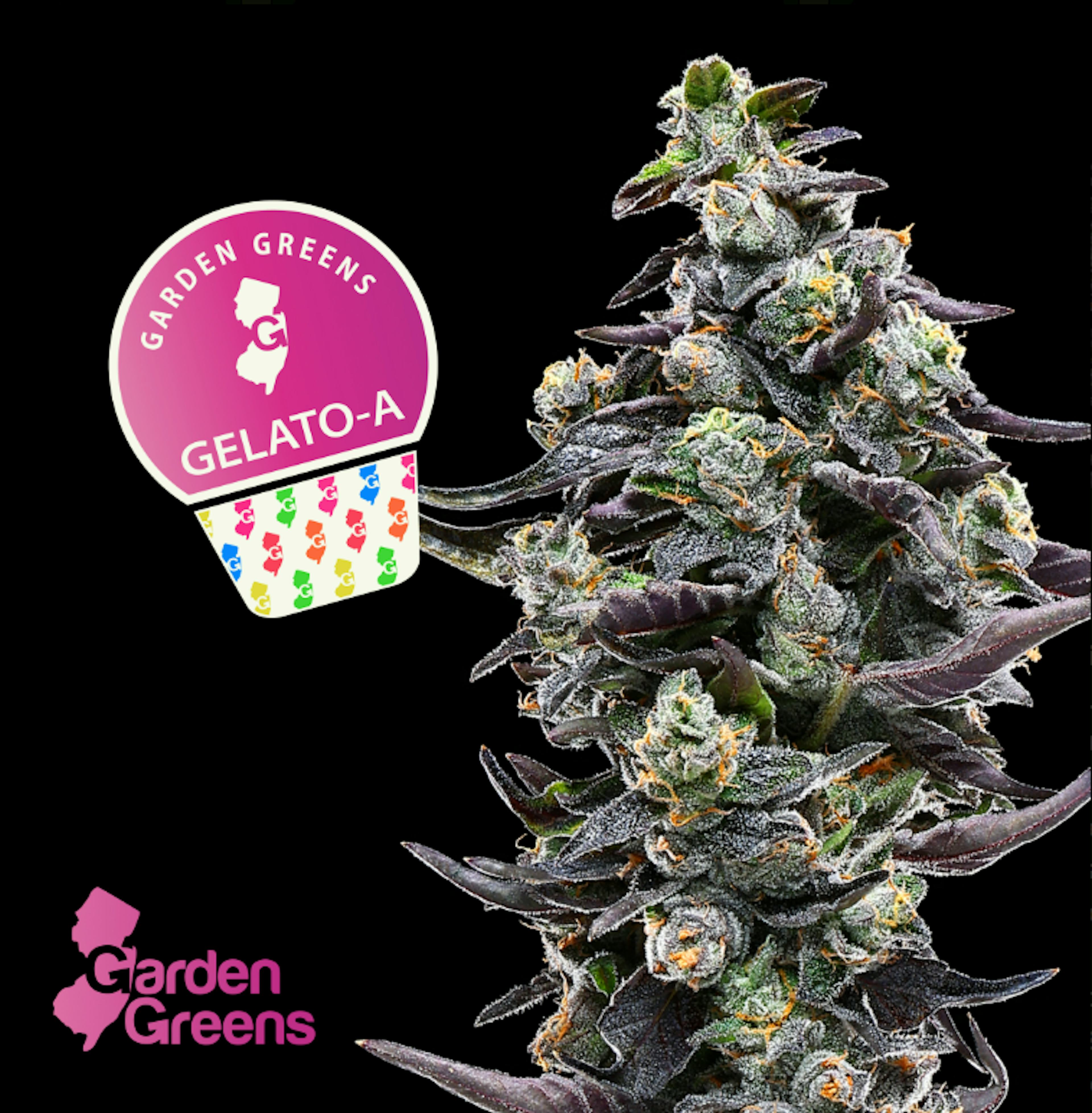 Image of GELATO A | 7G | MIXED BUDS